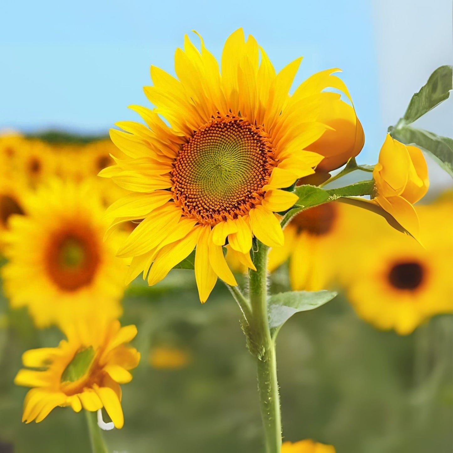 Mammoth Sunflower Seeds - 50 Grey Striped Seeds for Planting - Helianthus annuus