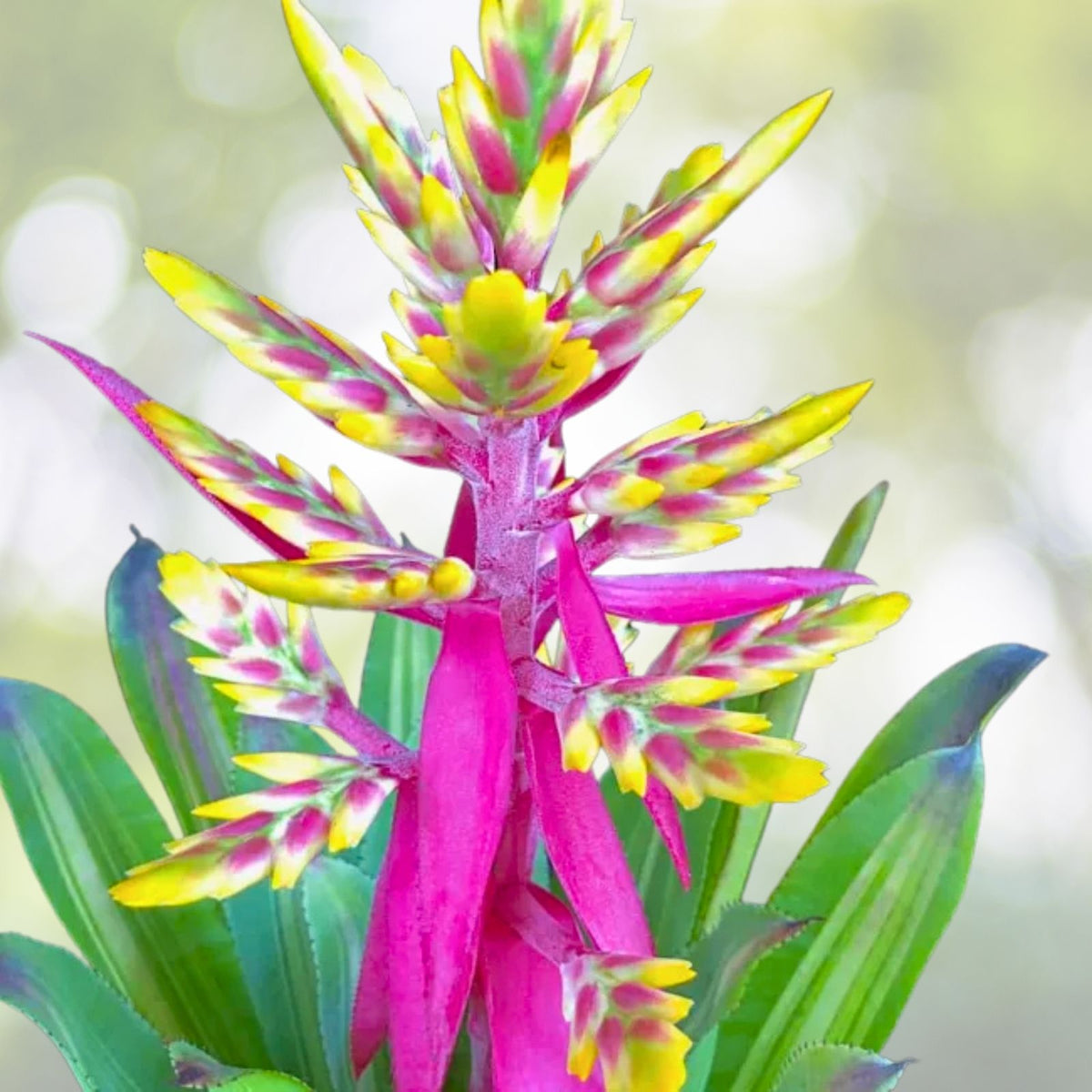 Aechmea Fantasy Plant 8" Pot Variegated Yellow Green Foliage Pink Petals Aechmea Fantasia