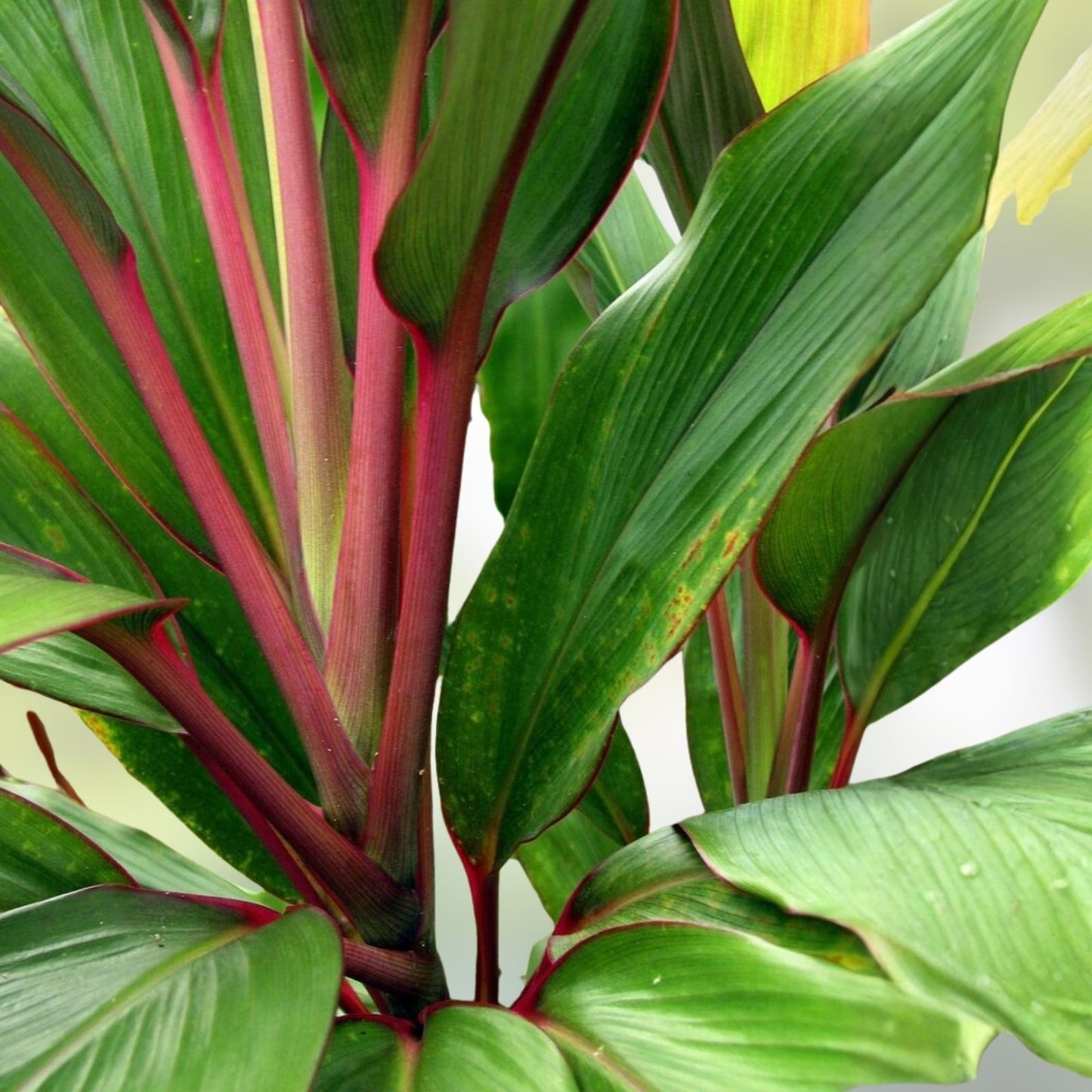 Hawaiian Ti Leaf Fresh Cuttings Set of 3 – Hybrid Green Pink Red No Roots Dracaena spp,
