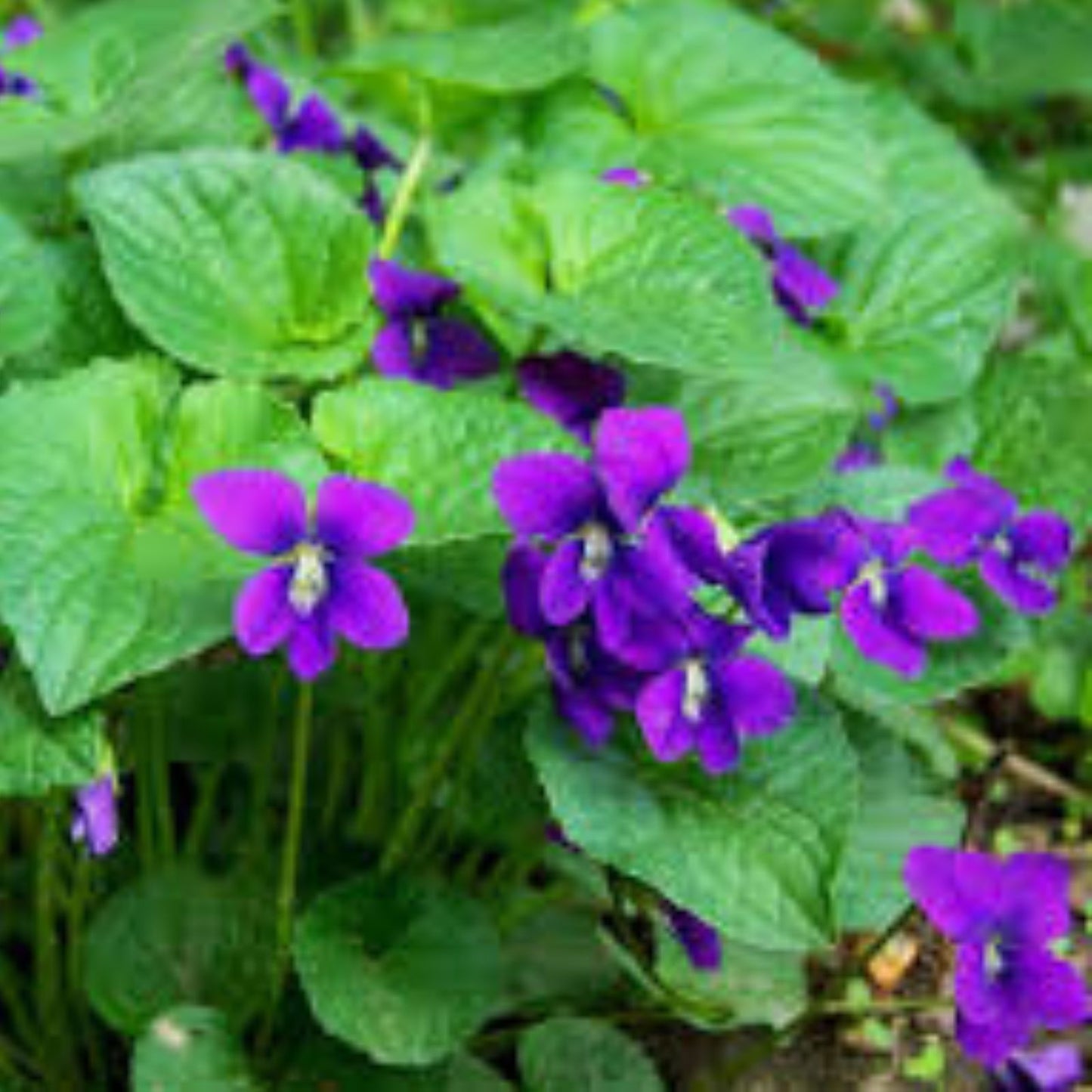 Purple Wild Violet Flower Bareroot Rhizomes, 100+ Organic Viola Plants, Native Perennial Garden Decor