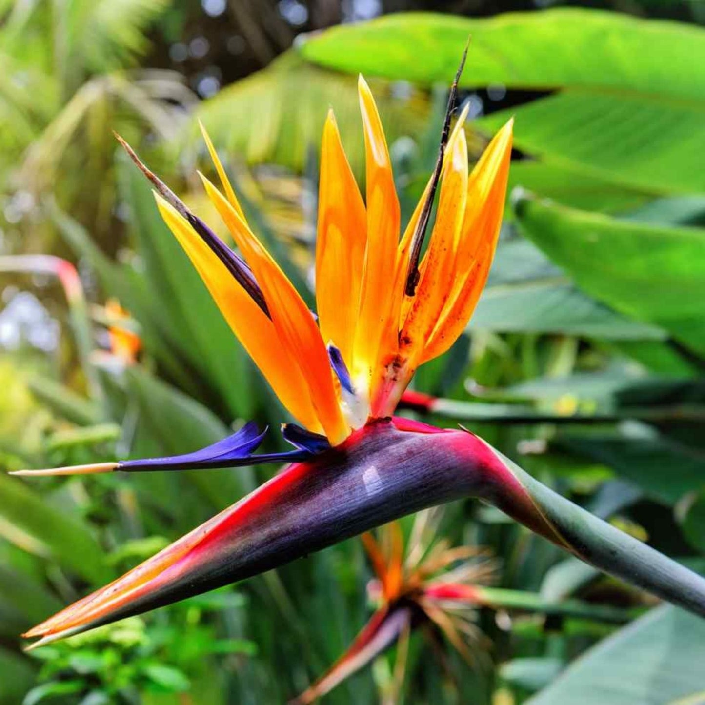 Bird of Paradise Flower Seeds - 5 Pack - Exotic Tropical Blooms - Strelitzia reginae - Garden Flower Seeds