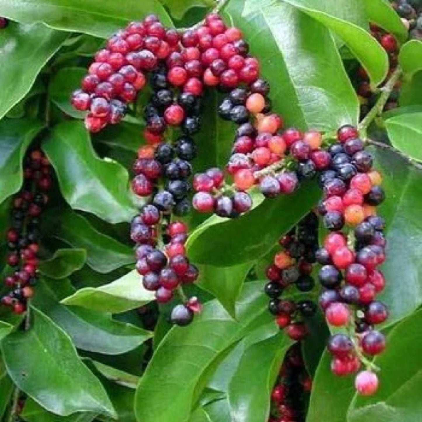 Rare Seeds 5-Pack - Bignay, Buni, Salamander Tree - Antidesma bunius - Tropical Fruit Tree Seeds for Planting
