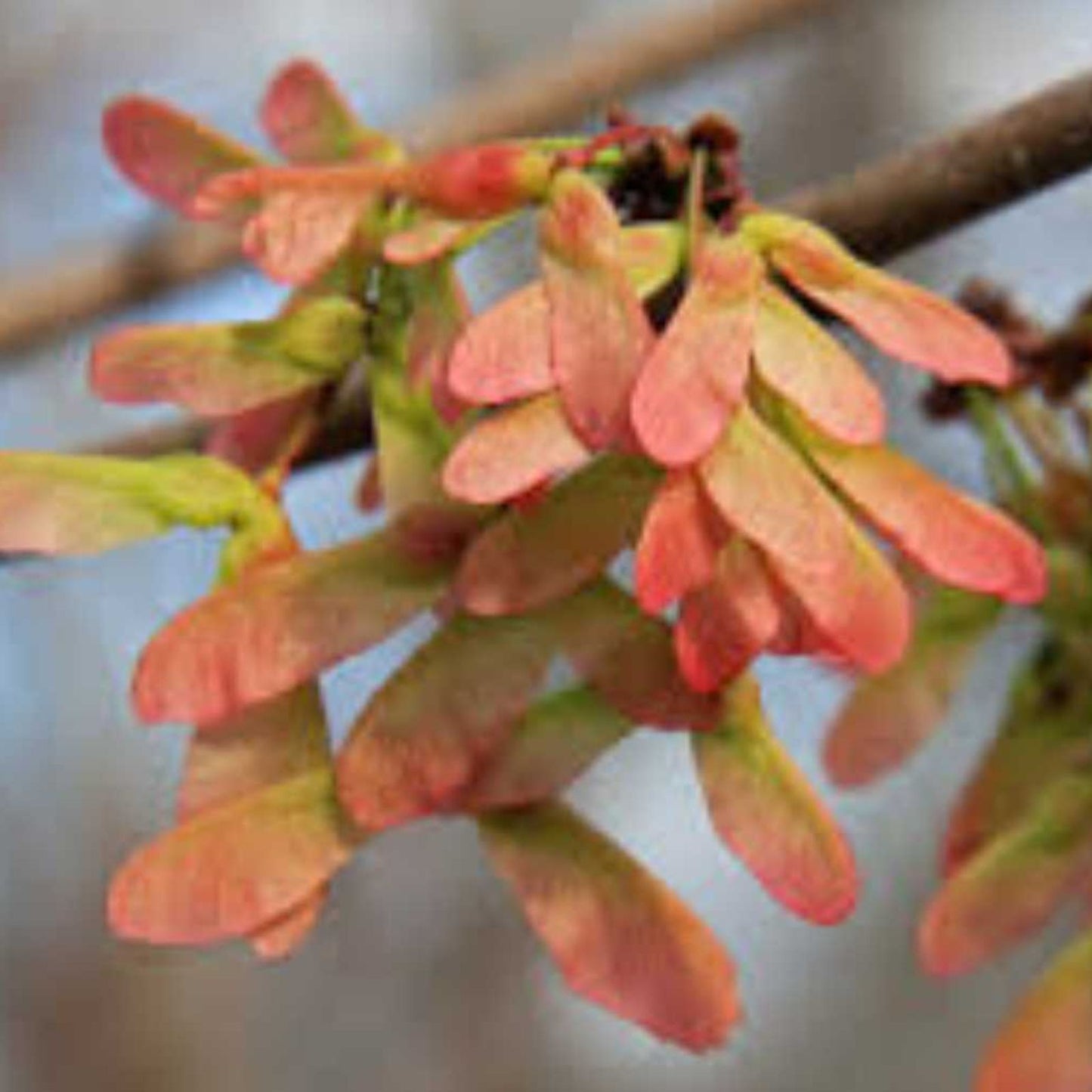 Red Maple Seeds for Planting Outdoors, Heirloom Acer rubrum Tree Seeds, Non-GMO, Fast-Growing Native Tree Seeds