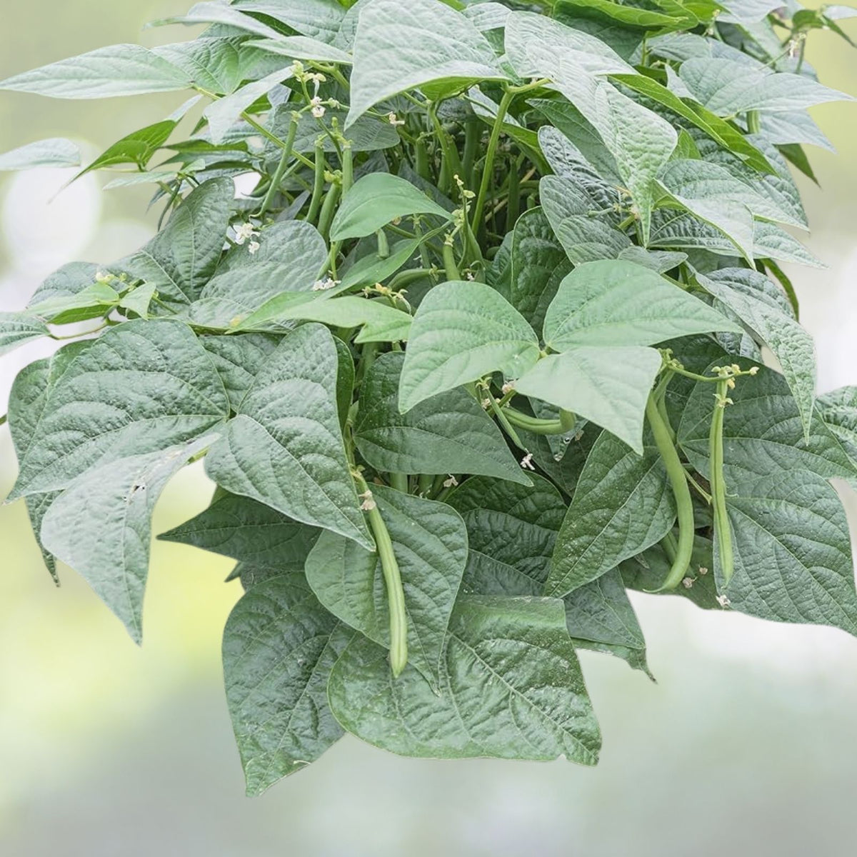 Contender Bush Bean Seeds | NON-GMO Heirloom | Fresh Garden Seeds | Phaseolus vulgaris