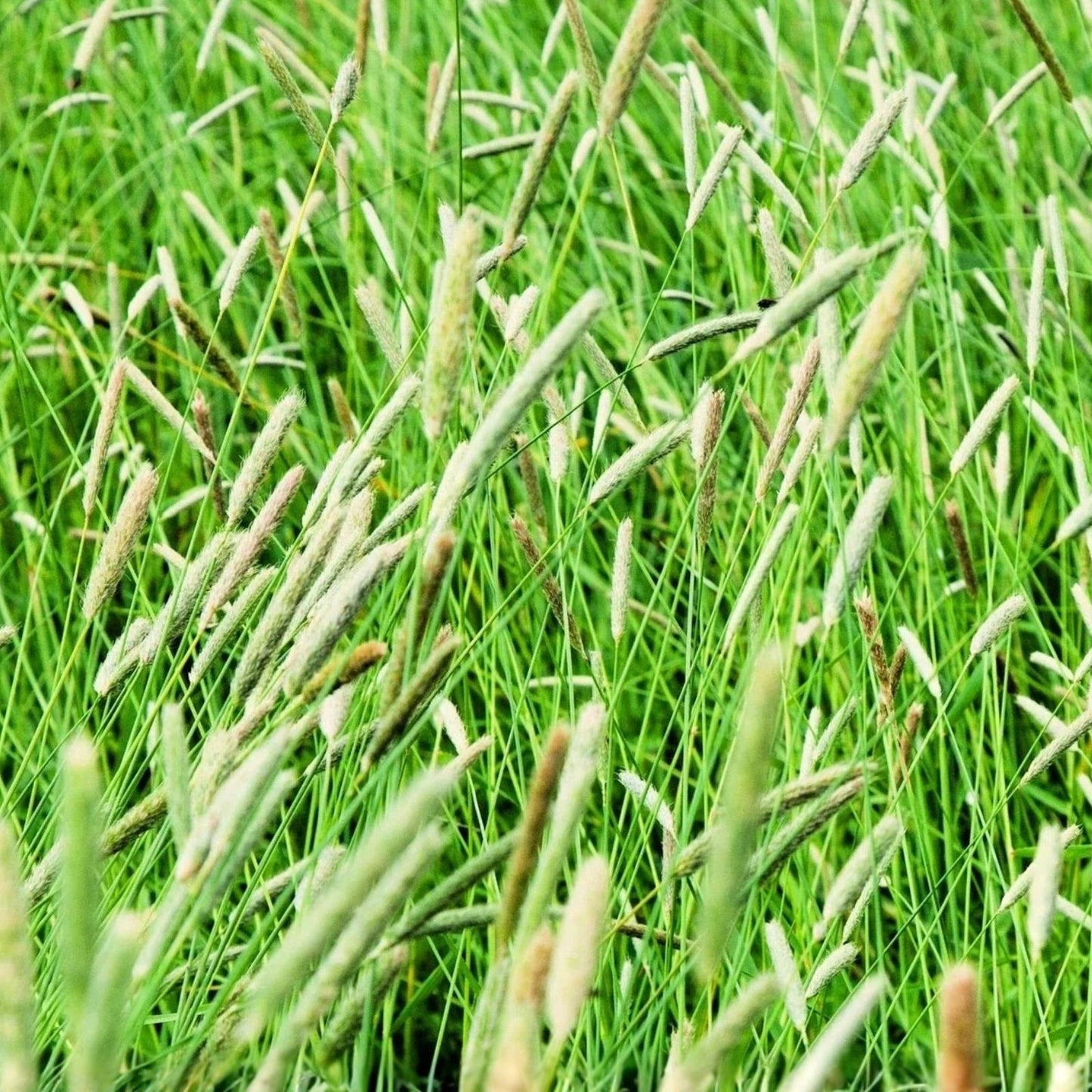 Climax Timothy Grass Seeds - Cover Crop Seeds for Hay, Deer & Wildlife - Phleum pratense