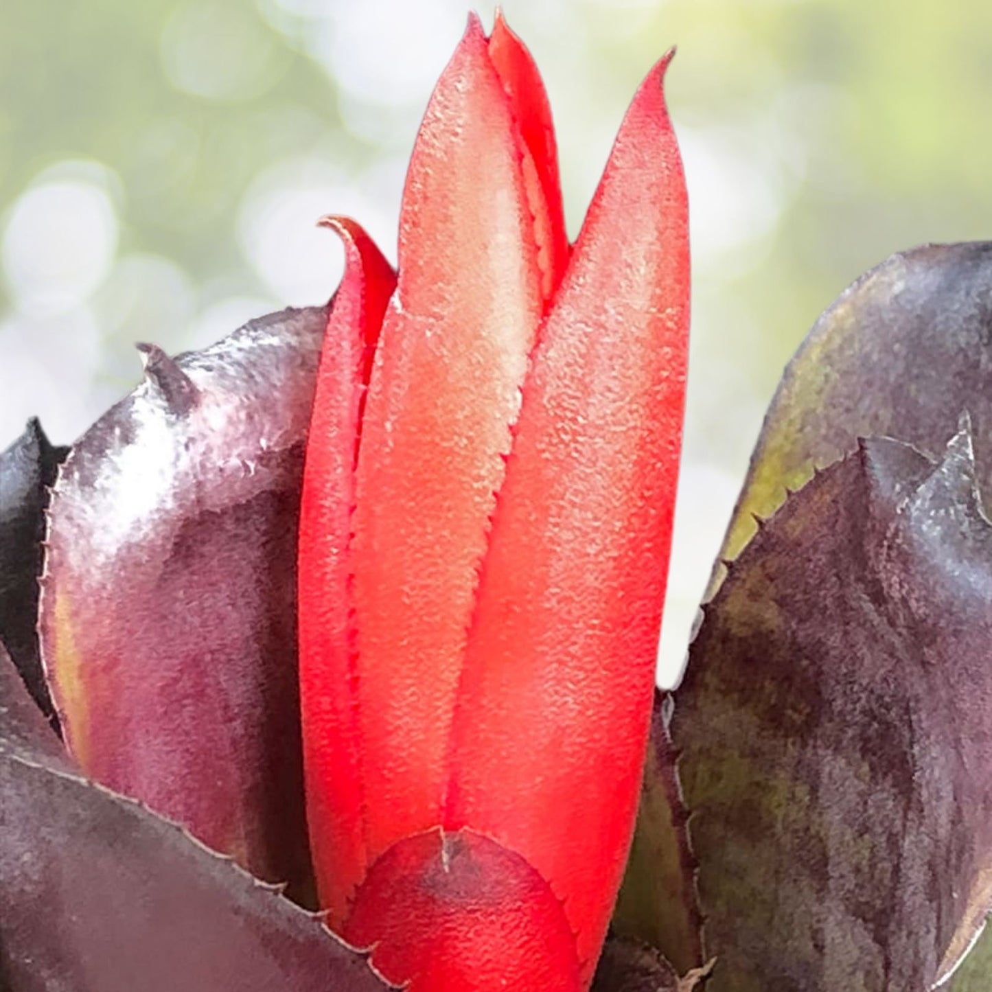 Bromeliad Plant 5" Aechmea Galaxy Rare Collector with Reddish Orange Bloom - Tropical Houseplant for Containers and Landscapes