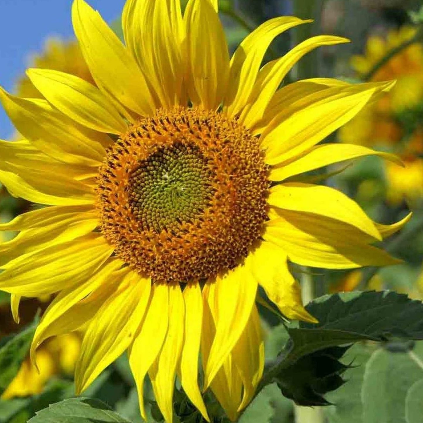 Mongolian Sunflower Seeds 10 Pack | Largest Sunflower Helianthus annuus | Ornamental Garden Flower Seeds