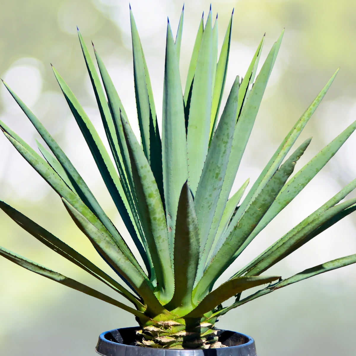 Blue Agave Plant - Large Tequila Agave - Agave Tequilana - Easy Care Indoor/Outdoor Succulent - Agave Azul