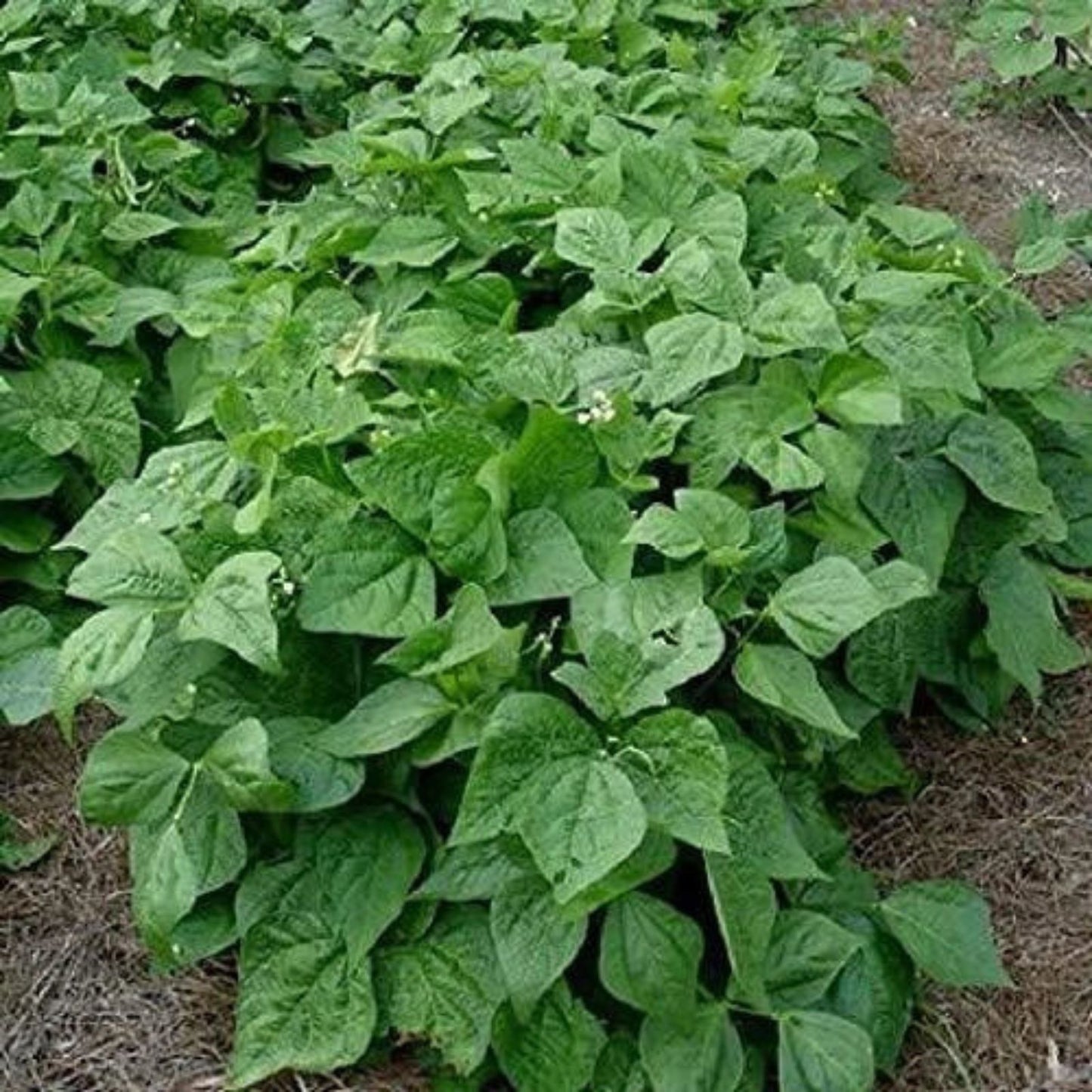 Contender Bush Bean Seeds – 50+ High Yield Phaseolus vulgaris Vegetable Seeds for Gardening