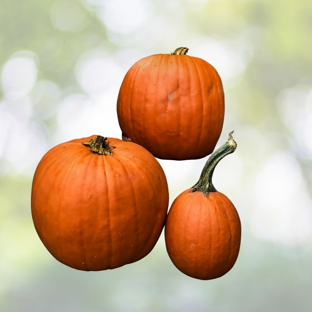 Organic Dickinson Pumpkin Seeds 10 Pack Heirloom Variety USA Grown Cucurbita pepo