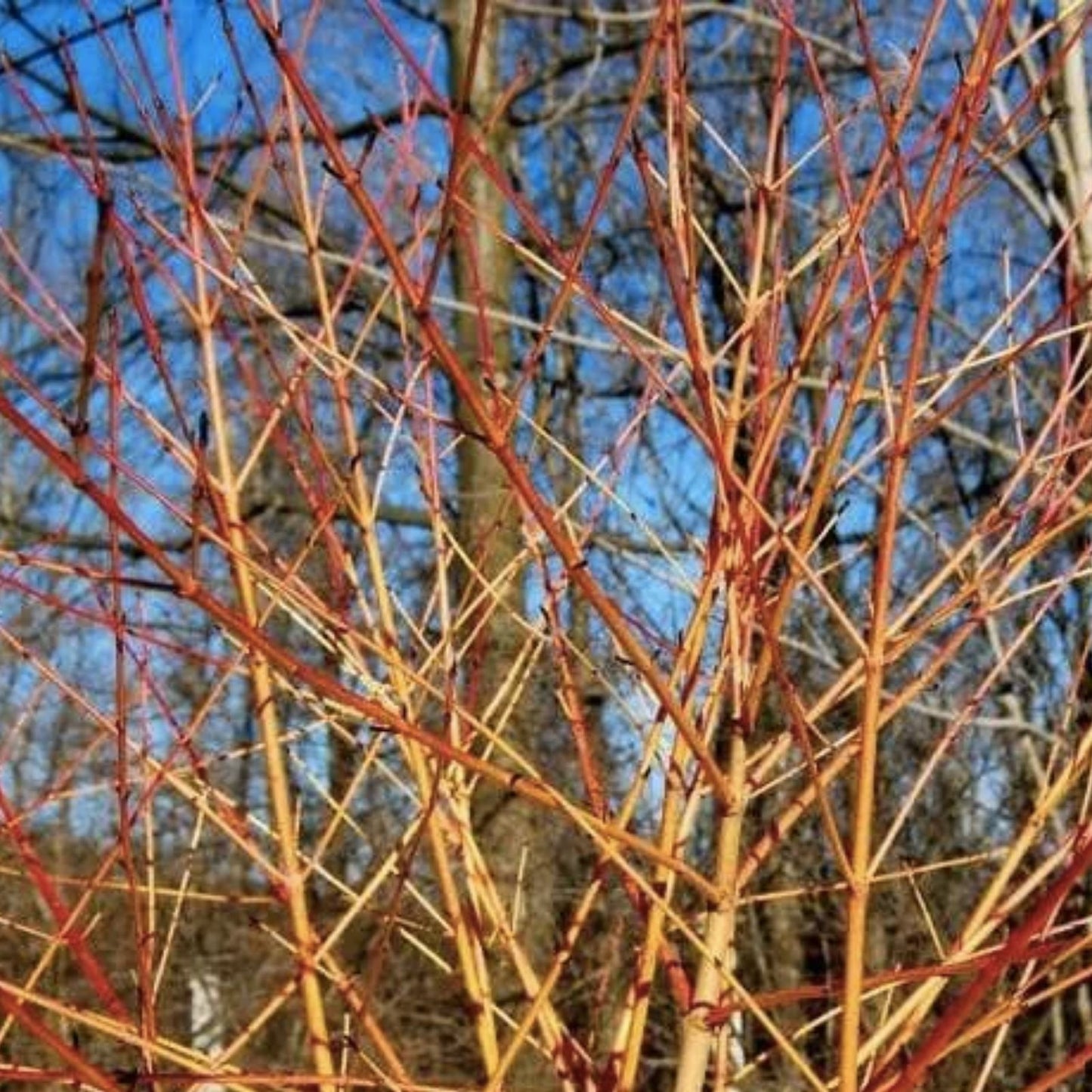 Winter Flame Fire Bush Hedge Seeds | Bloodtwig Red Dogwood | Cornus Sanguinea | Ornamental Shrubs for Landscaping