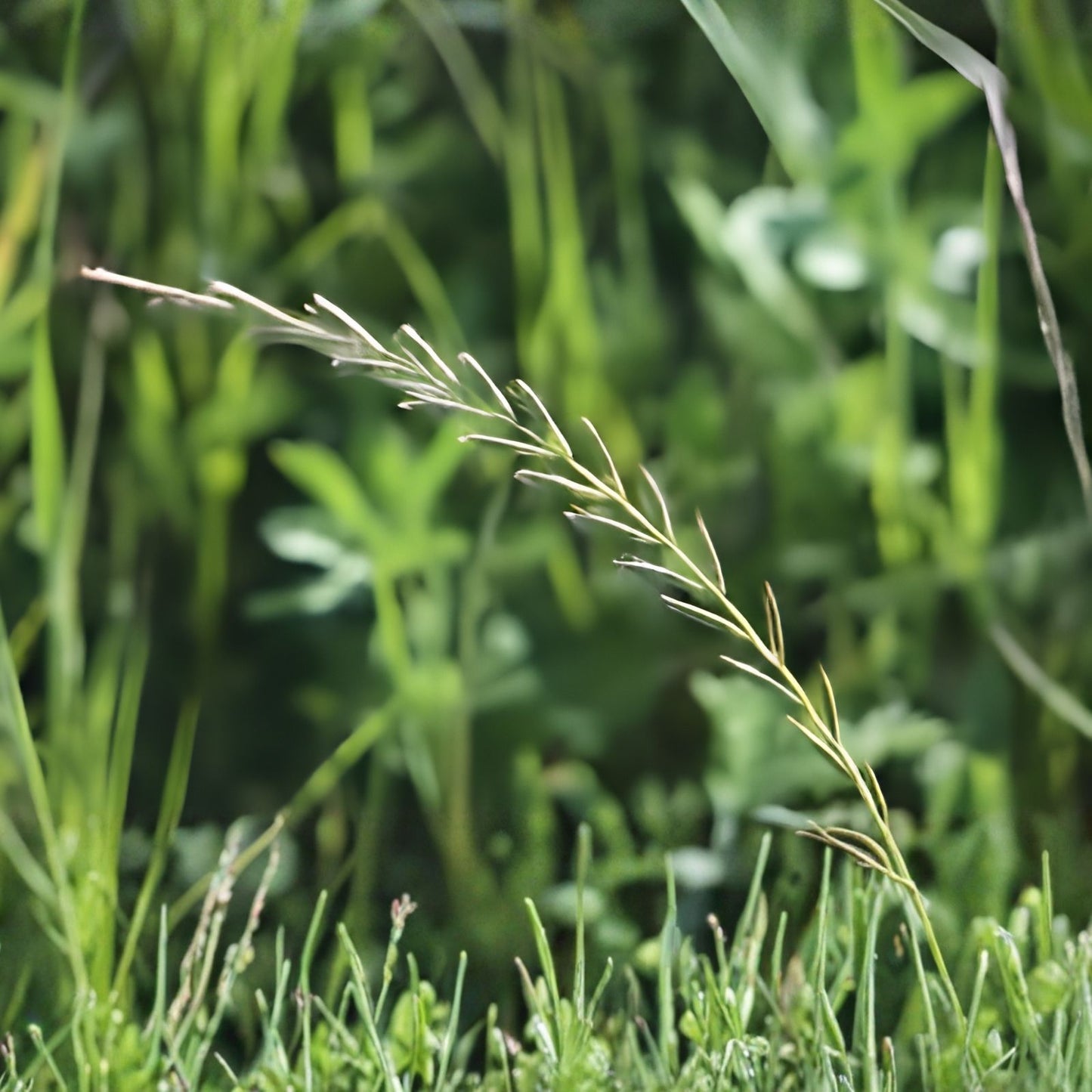 Italian Rye Grass Seeds 1 lb - Fast Germination, High-Quality Turf, Lolium multiflorum, Lawn Grass, Cool Season Grass