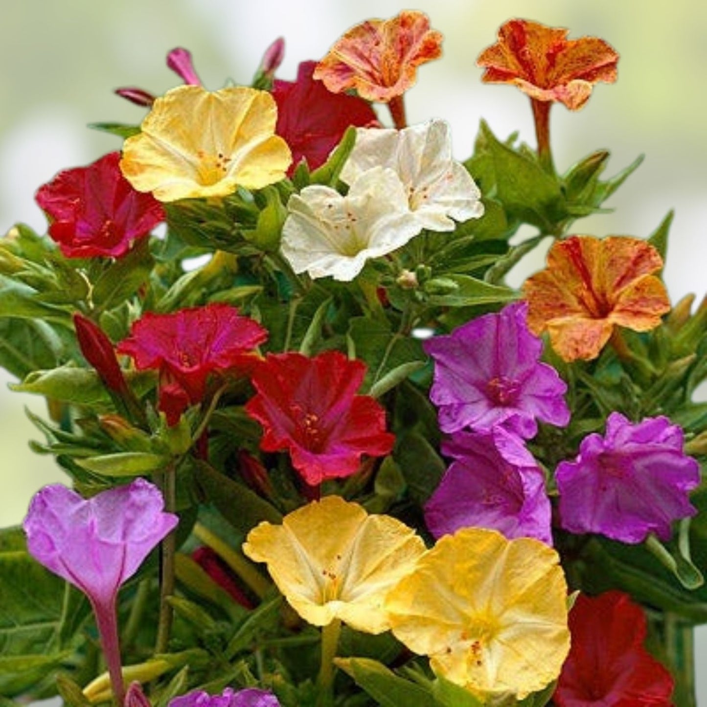 Four O'Clock Flower Live Plant - 4 Inch Bare Root Mirabilis jalapa with Colorful Blooms for Gardens
