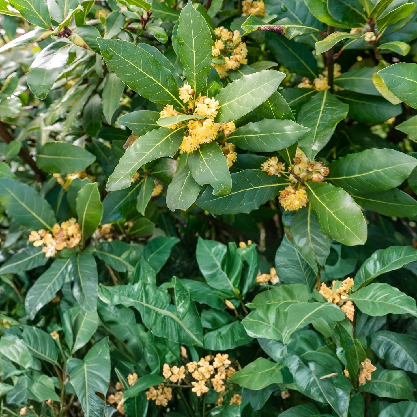 Sweet Laurel Bay Tree Cuttings 50 Count, Laurus nobilis, Herb Plant, Fast Shipping