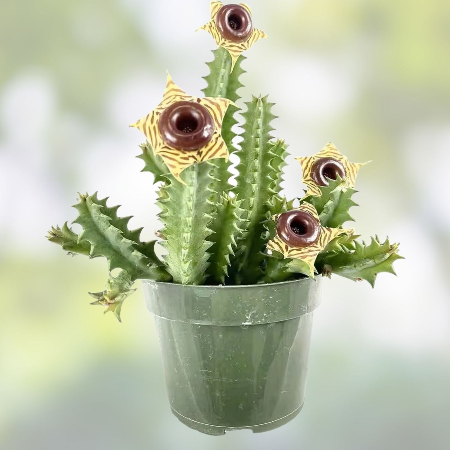 Life Saver Cactus Cuttings - Huernia Zebrina - Friendship Plant - Easy to Grow Succulent Cuttings for Potting
