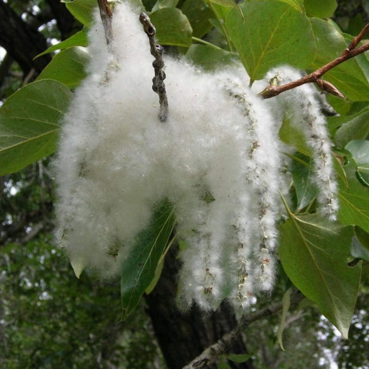 Cottonwood Tree Cuttings - 4 Pack, Populus deltoides, Grow 4 Trees, Native USA, Live Tree Cuttings for Planting and Landscaping