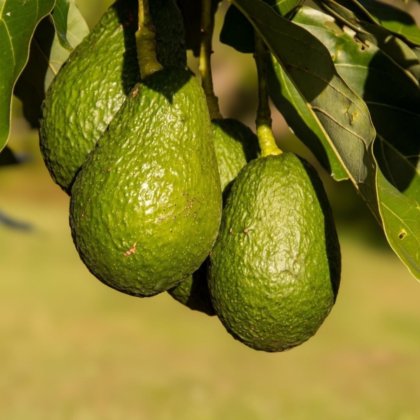 HASS Avocado Cuttings 4 Scions for Grafting - Persea americana - Fruit Tree Propagation Material