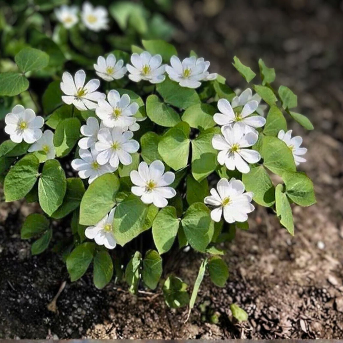 Twin Leaf Plant Bareroot - 10 Organic Roots - Jeffersonia diphylla - Native Medicinal Wildflower for Sustainable Garden