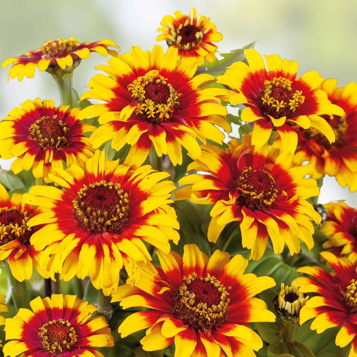 Zinnia Seeds 25 Organic Sombrero Variety - Colorful Garden Flowers - Zinnia elegans - USA Grown