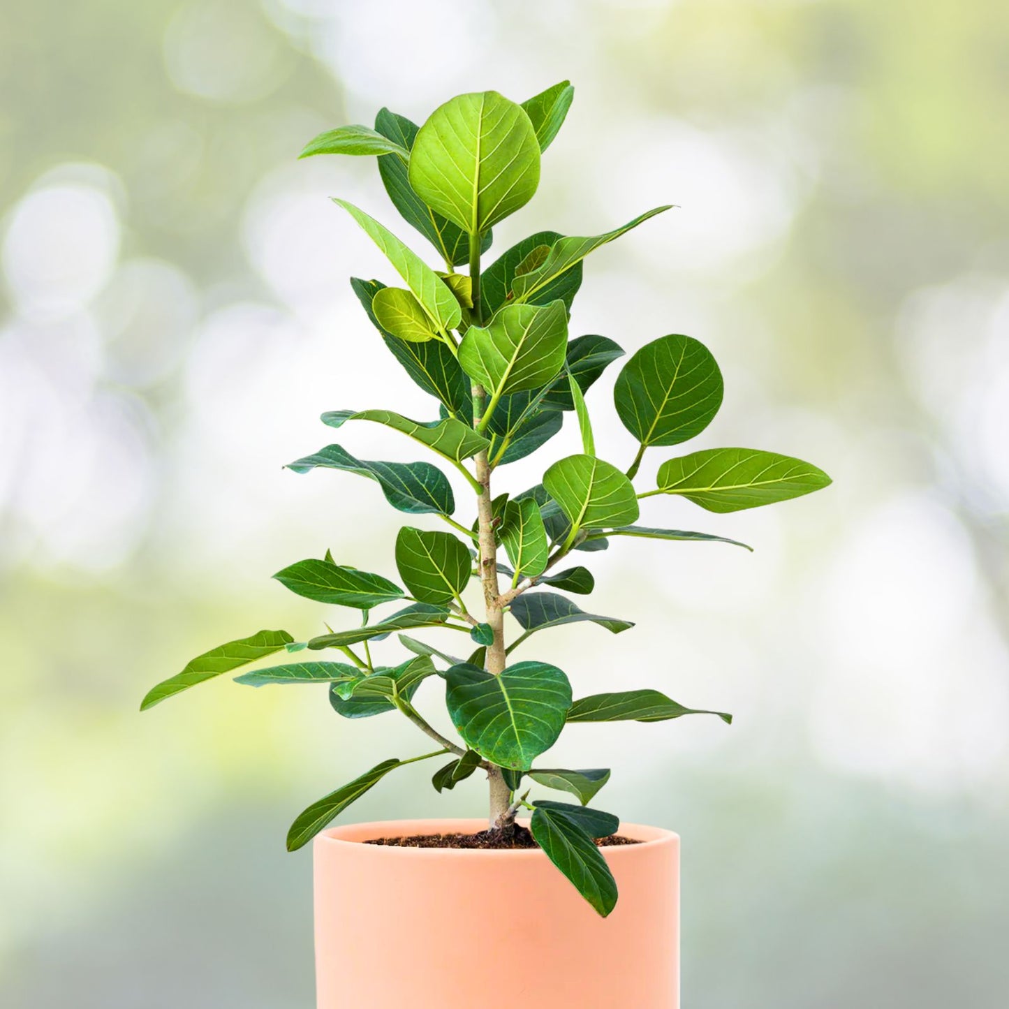 Ficus benghalensis 'Audrey' Potted Plant - 8" Indoor Houseplant - Banyan Fig - Healthy & Disease-Free
