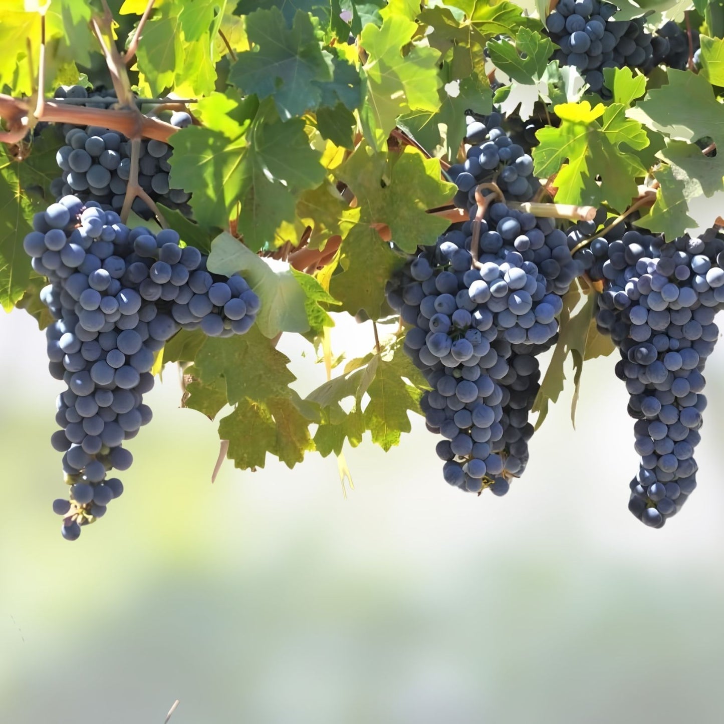Grapevine Cuttings 20 GMO-Free Resistant Varieties for Rooting Viticulture Cultivation
