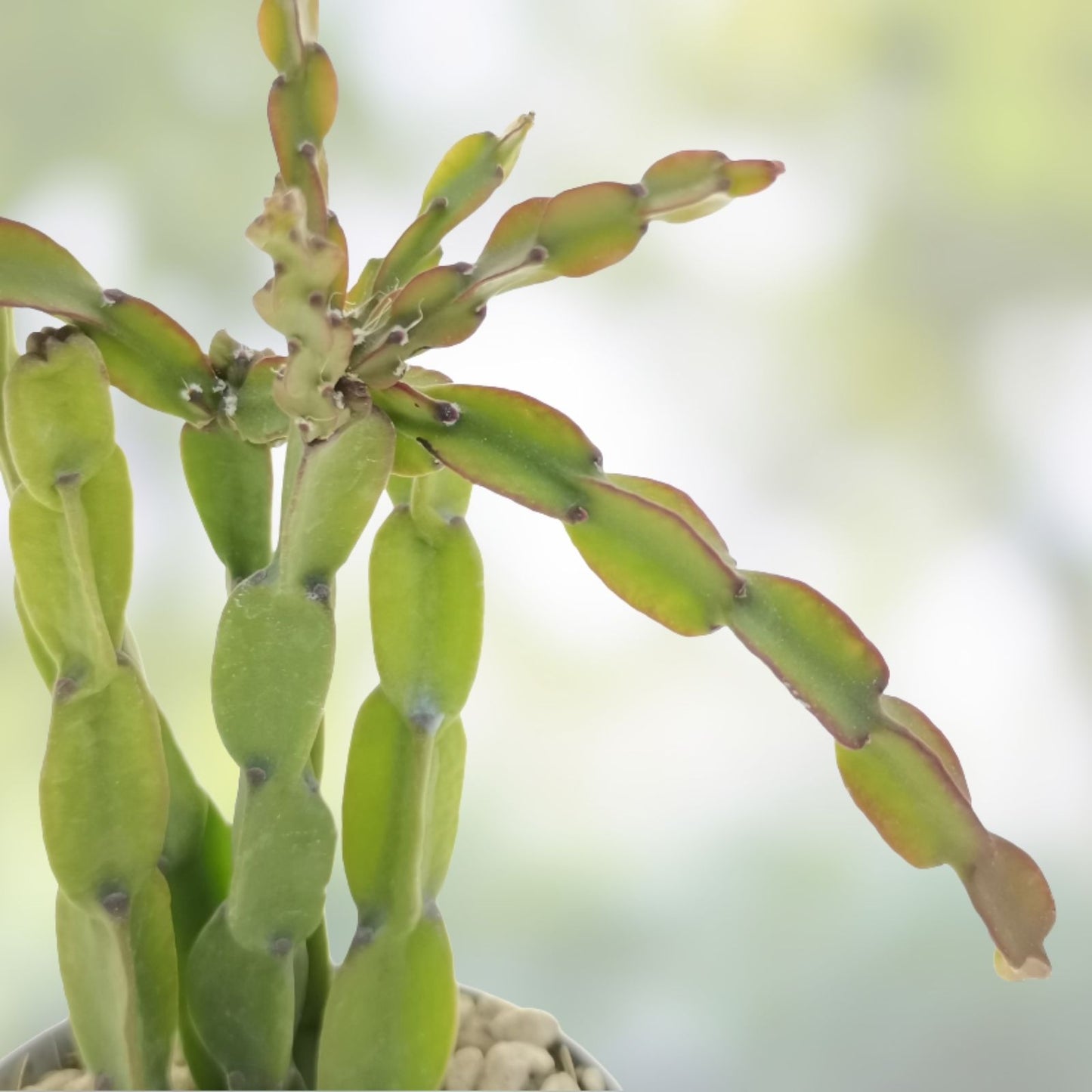 Rhipsalis Cuttings 3 Pieces - Minor Variety - Rhipsalis paradoxa - Tropical Succulent Plant - 6 Inches Each