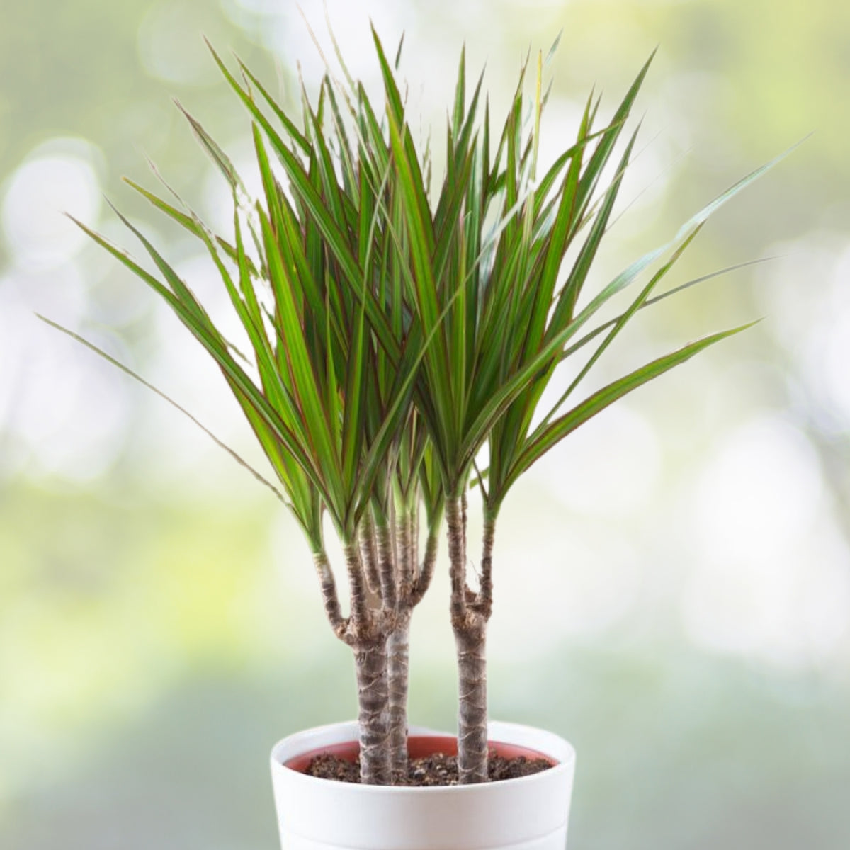 Dracaena Marginata Live Plant - Dragon Tree - Indoor Air Purifying Houseplant - Low Maintenance - 1 Plant