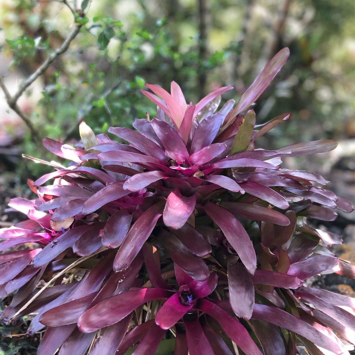 Neoregelia Plant - Purple Waves Variety - Vibrant Purple and Green Foliage - Neoregelia Purple Waves for Landscaping