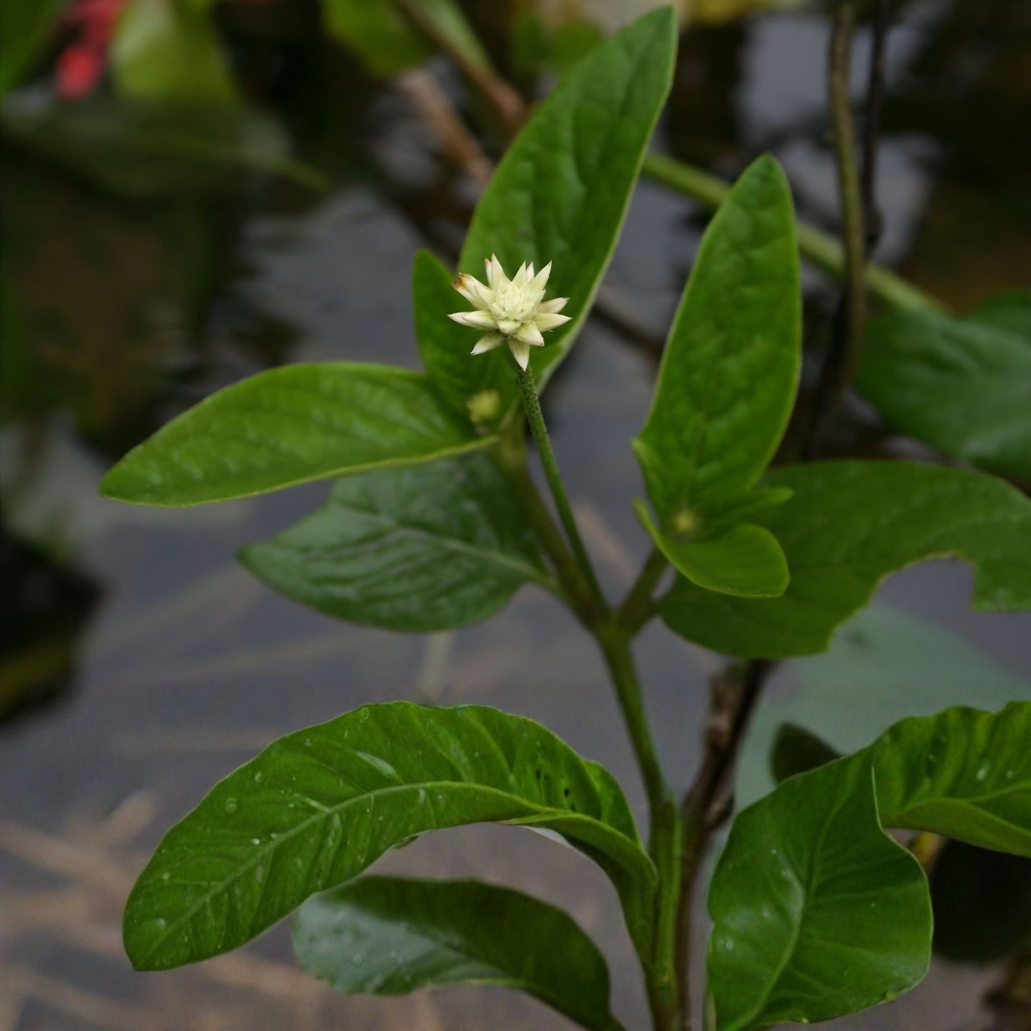Rare Marusa Plant – Live Amazonian Medicinal Herb Pfaffia iresinoides, Unique Master Plant for Herbal Remedies
