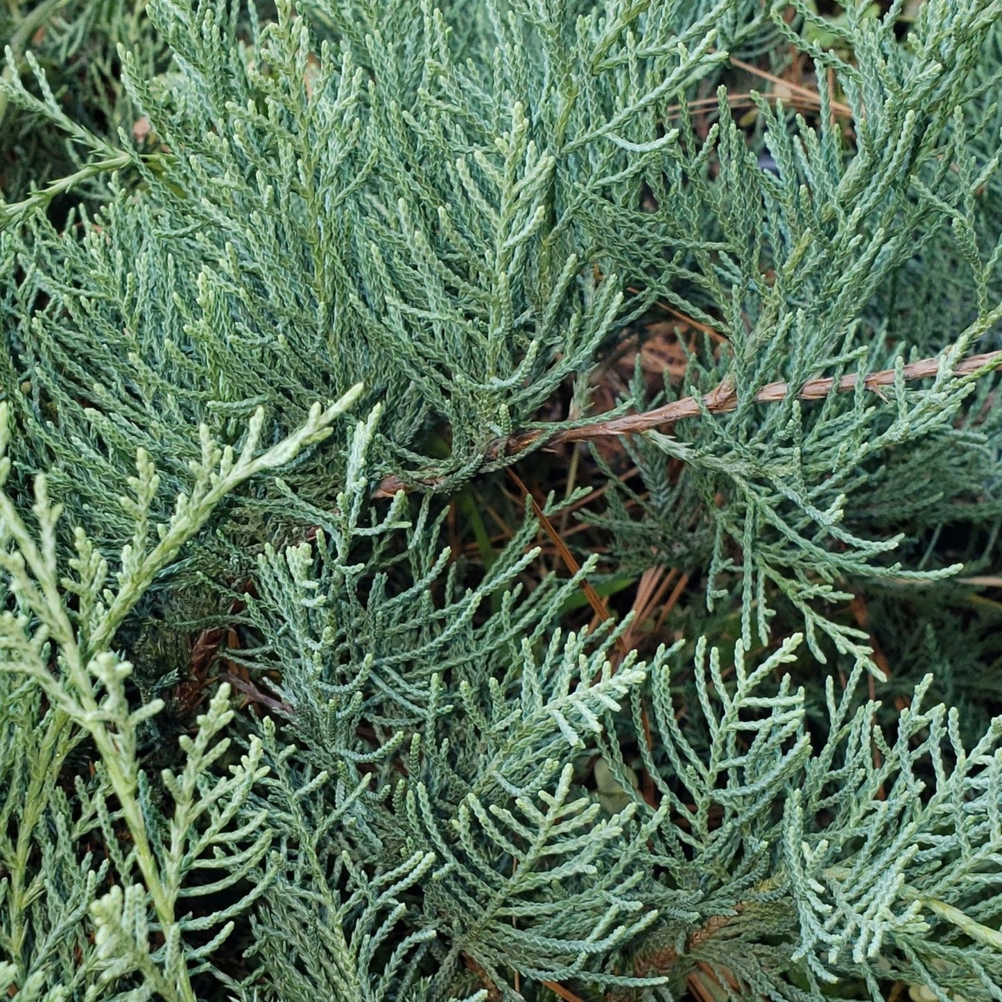 Fresh Cuttings Grey Owl Spreading Juniper Evergreen Plant for Rooting | Juniperus chinensis 'Grey Owl'