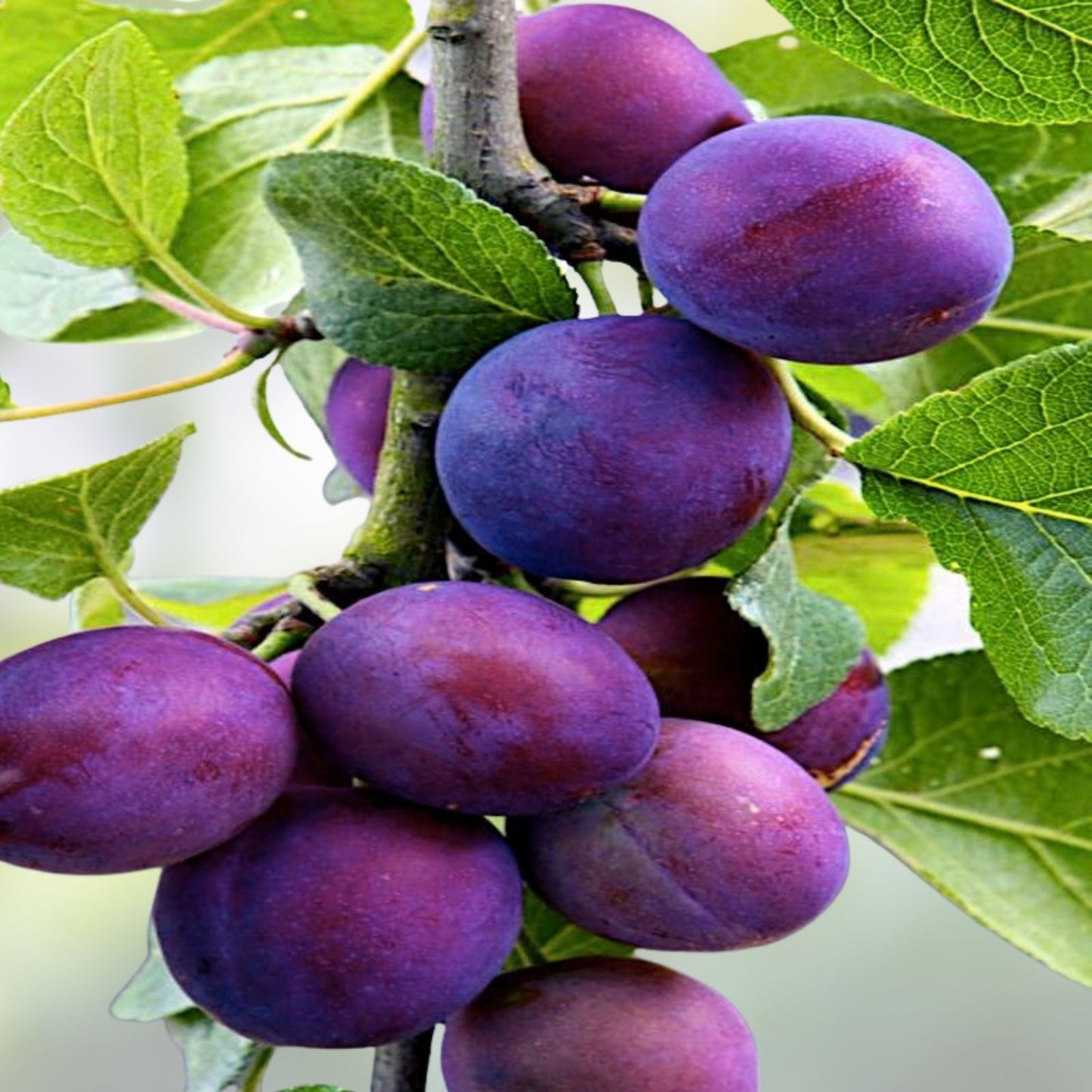 Plum Fruit Tree Seeds - 10 Prunus Americana Seeds for Planting, Home Garden, USA Grown, Fruit Tree Propagation