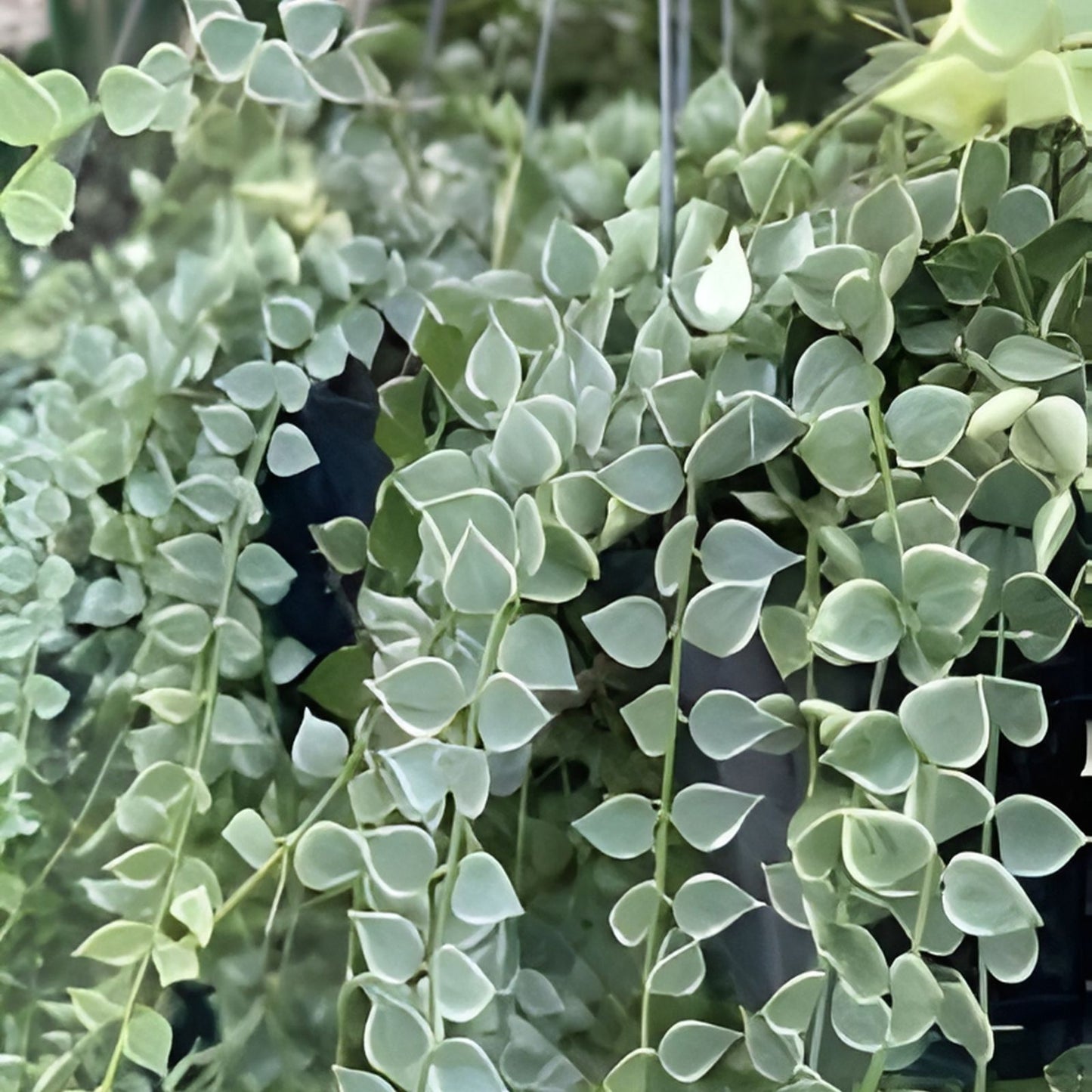 Variegated Dischidia Ruscifolia Indoor Houseplant | Rare Million Hearts Foliage | Unique Variegated Plant