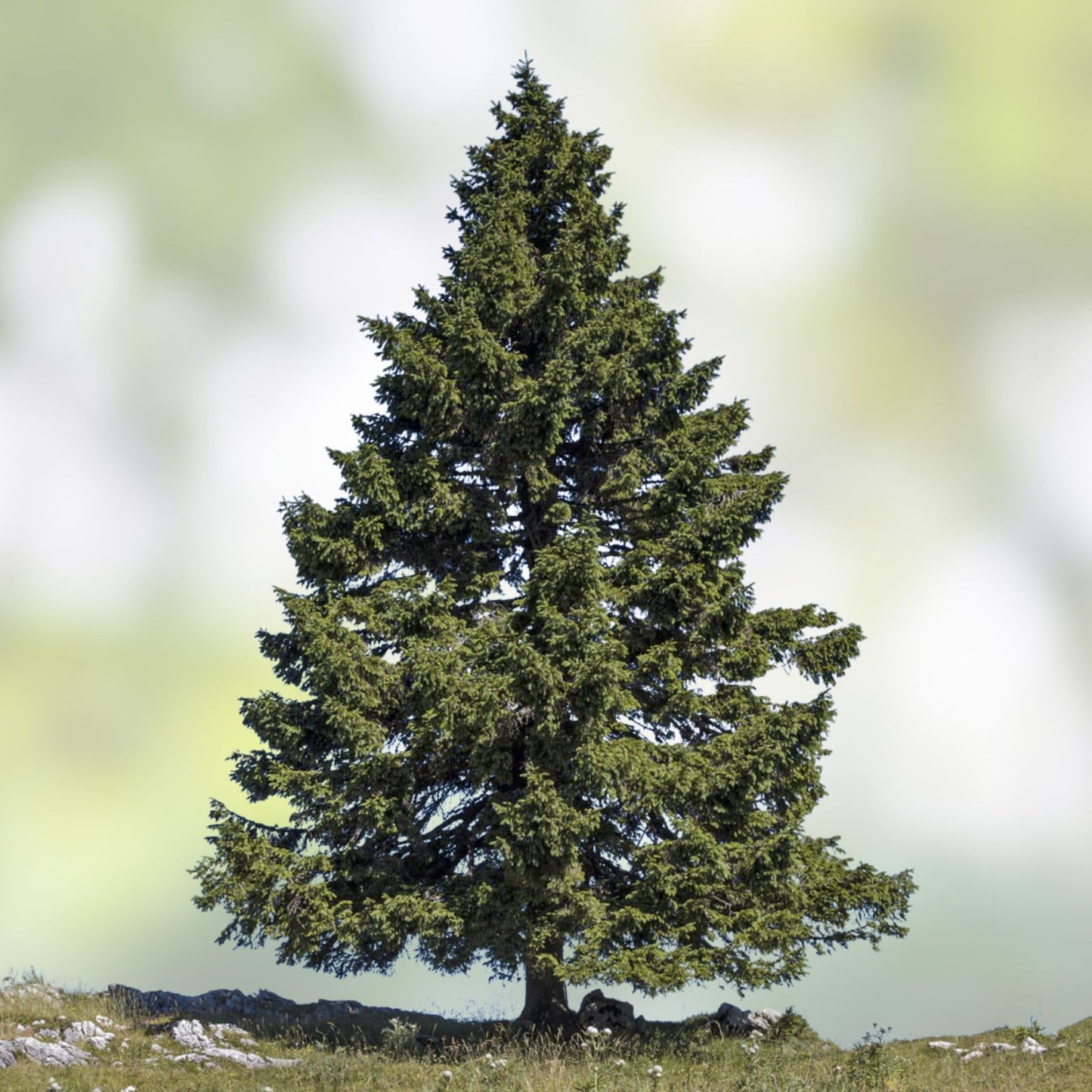 Norway Spruce Tree Seeds - 50 Seeds - Evergreen Conifer - Picea abies - Garden Tree Planting Supplies