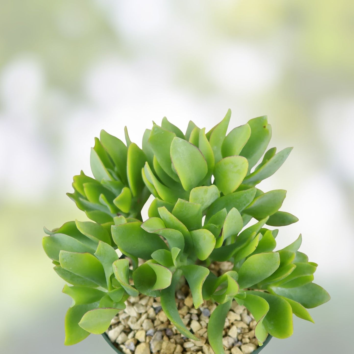 Crassula Undulatifolia Ripple Jade Succulent Cuttings - 8 Pack for Home Garden Decor, Indoor Plant, Easy Care, Drought Tolerant
