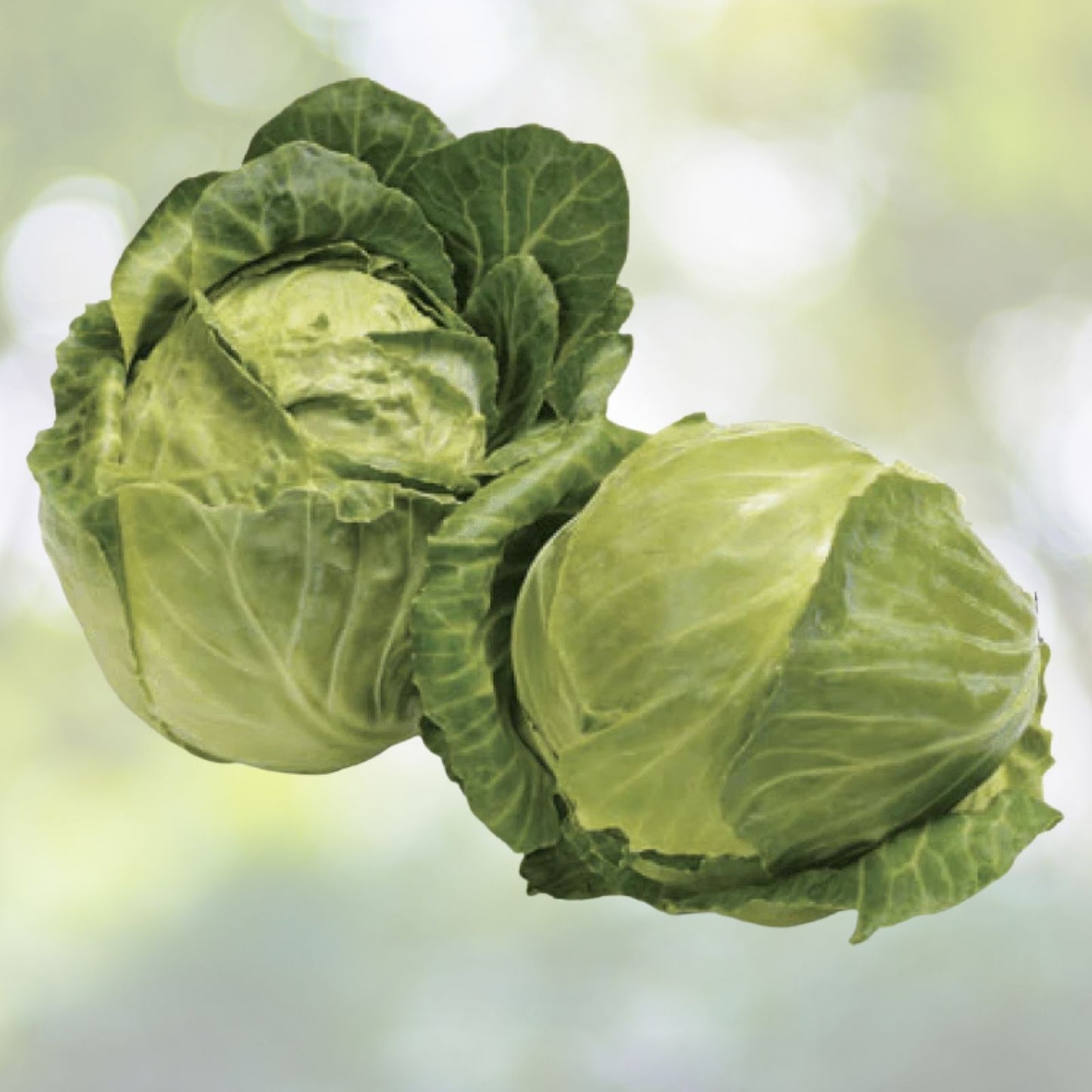 Early Golden Acre Cabbage Seeds - 200+ Pack, Chinese Cabbage, White Center, Brassica oleracea, 3lbs USA