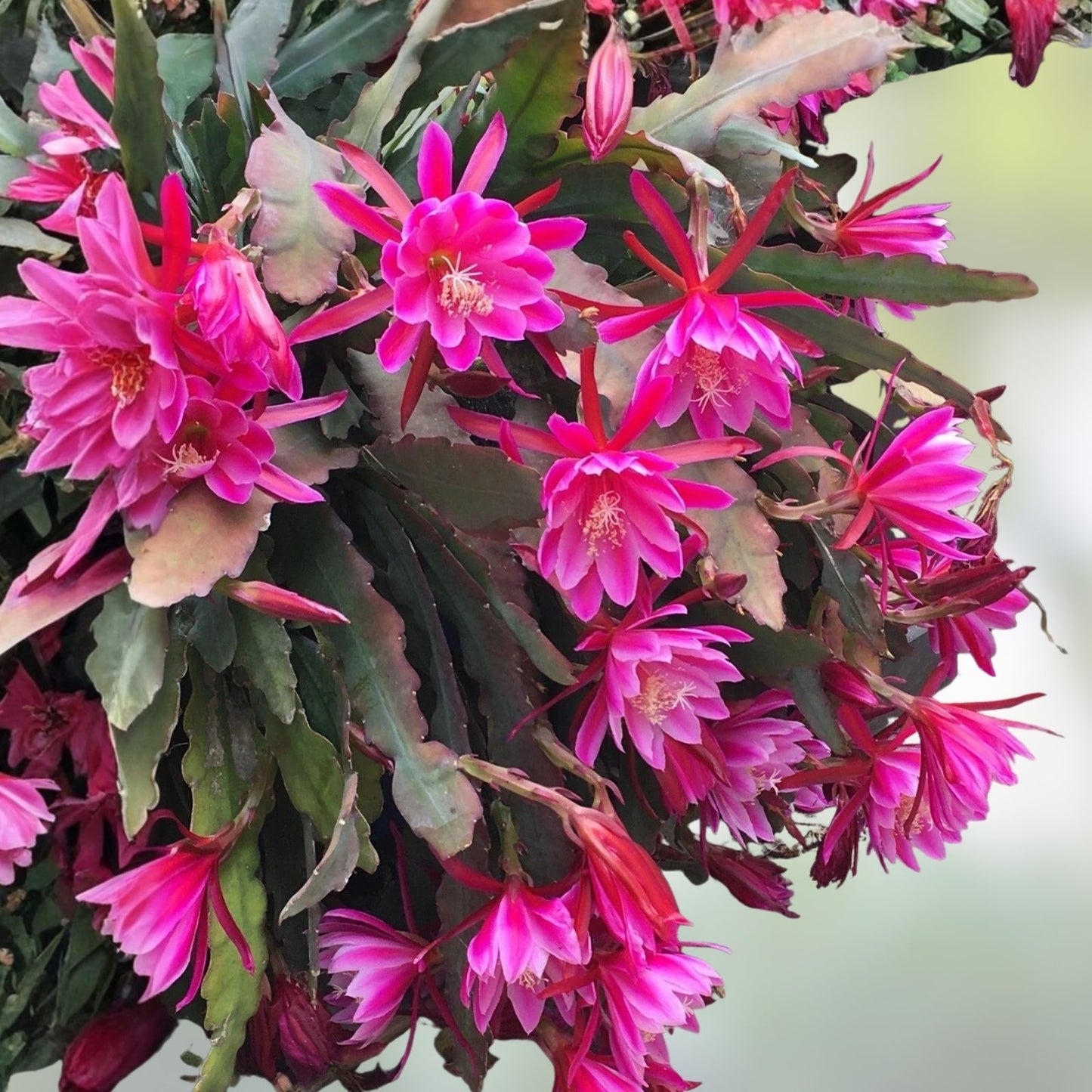Pink Epiphyllum Orchid Cactus Cuttings – 6-10 Inch Succulent Plant, Epiphyllum oxypetalum, Pink Flowering, Easy to Grow