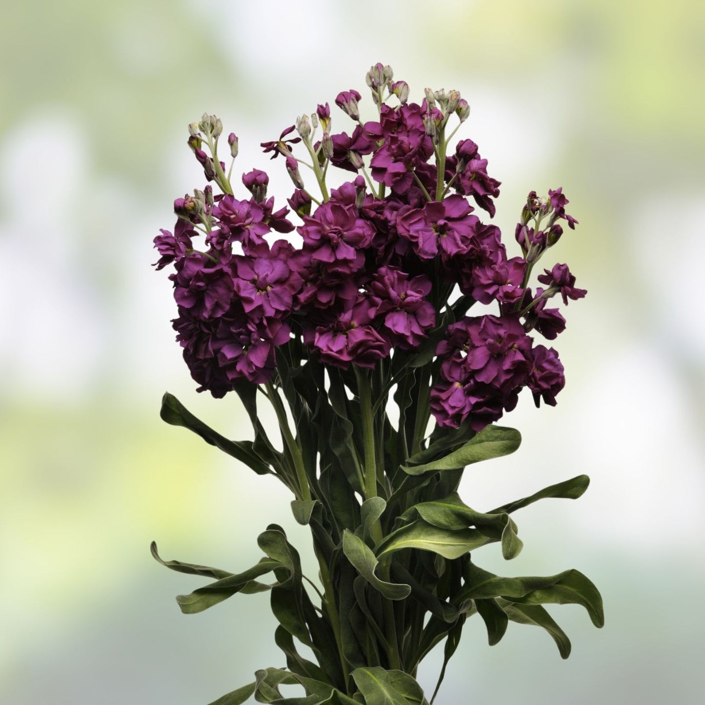 Stock Seeds 500 Count Katz Purple Variety Matthiola incana Flower Seeds for Garden, Cut Flowers, Annuals