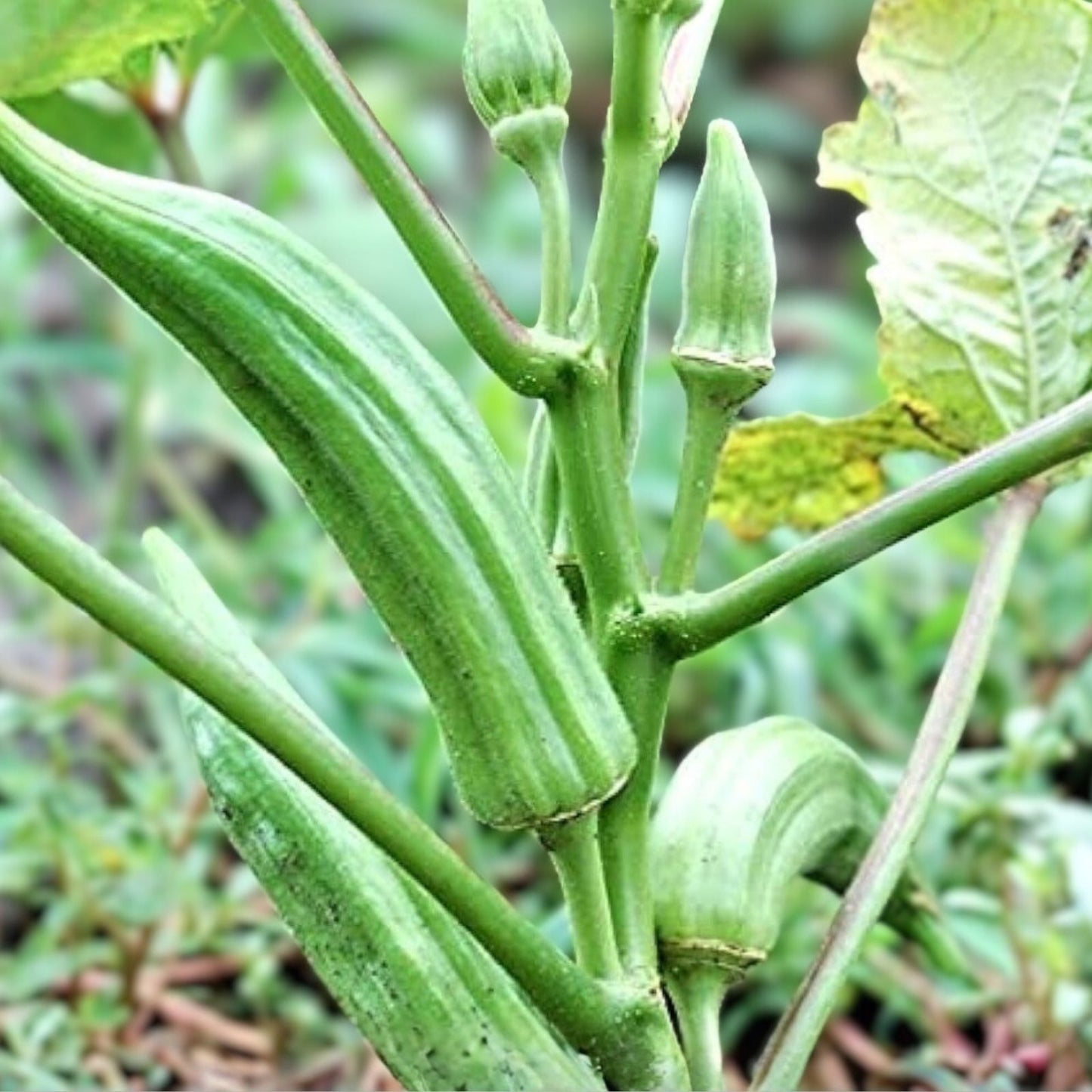 Heirloom Okra Seeds 25+ Non-GMO Clemson Variety Organic Vegetable Garden Seeds Abelmoschus esculentus