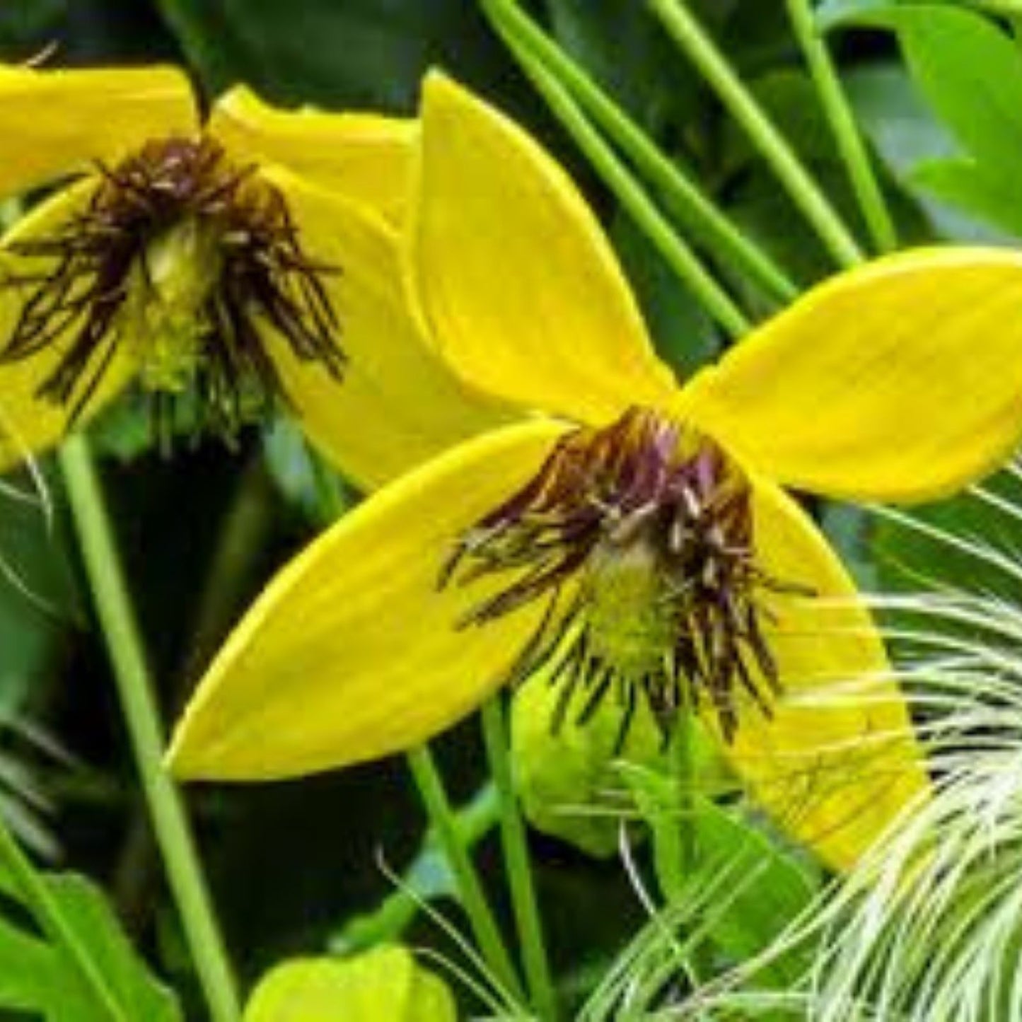 Golden Clematis Seeds 20 Pack - Clematis tangutica Climbing Vine, Hardy Perennial with Yellow Flowers, Garden Plant Seeds