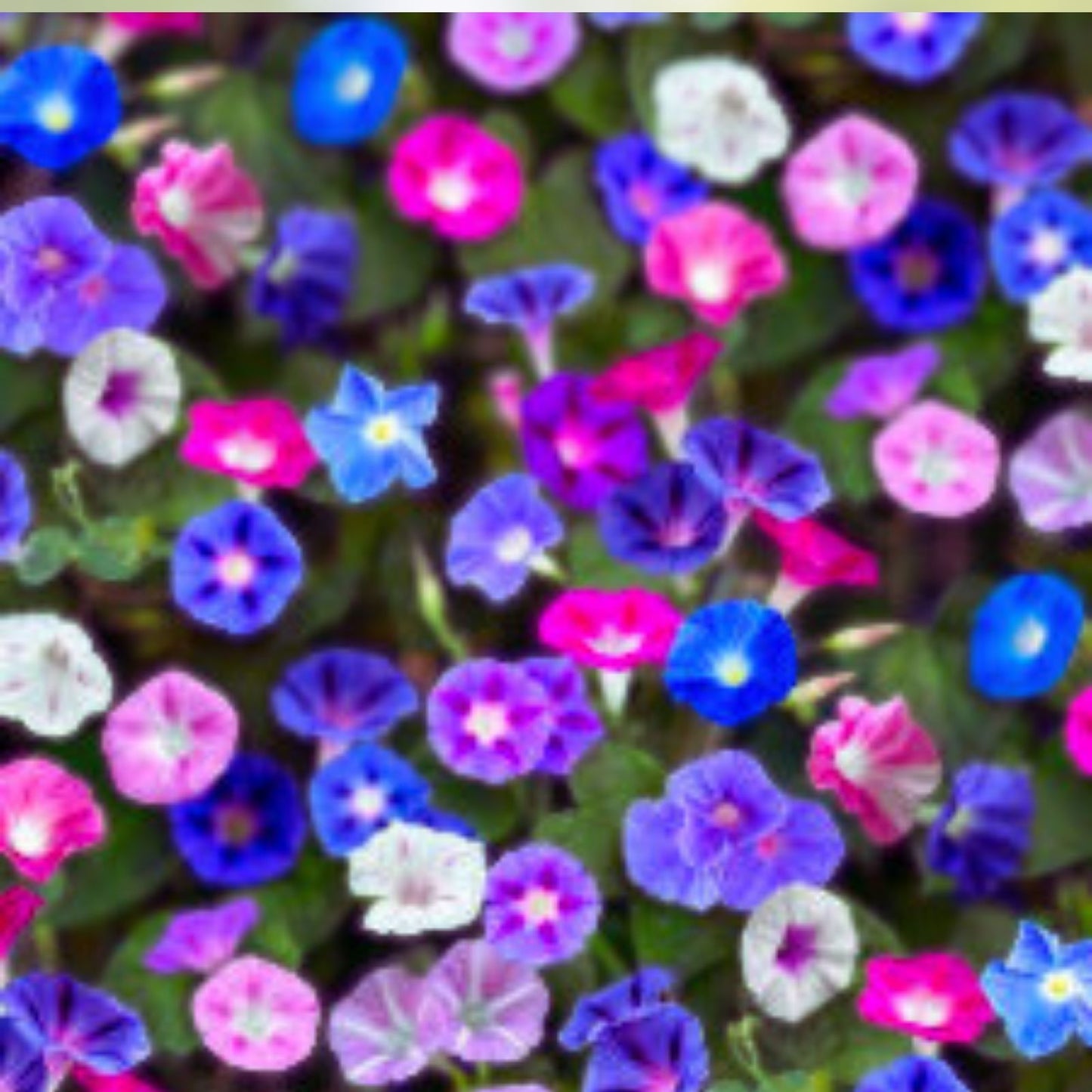 Mixed Morning Glory Flower Seeds - 250 Count - Colorful Blooming Vine - Ipomoea tricolor