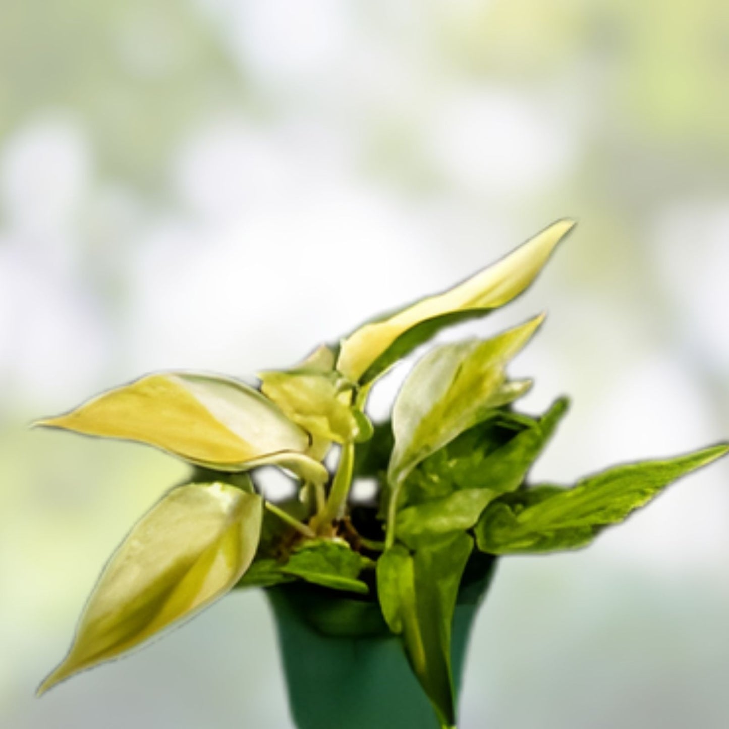 Genuine Philodendron Gabby Cutting - Authentic Plant Propagation, Verified Variety, Philodendron spp.