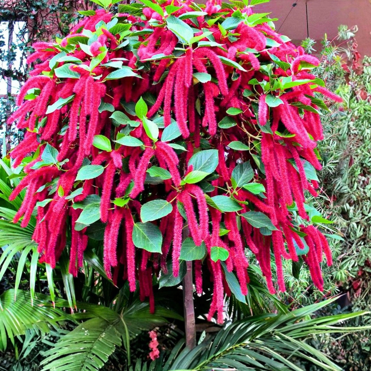Cat Tail Chenille Plant 5in Pot Red Hot Cattail Acalypha hispida Exotic Fuzzy Flowering Houseplant Indoor Decor