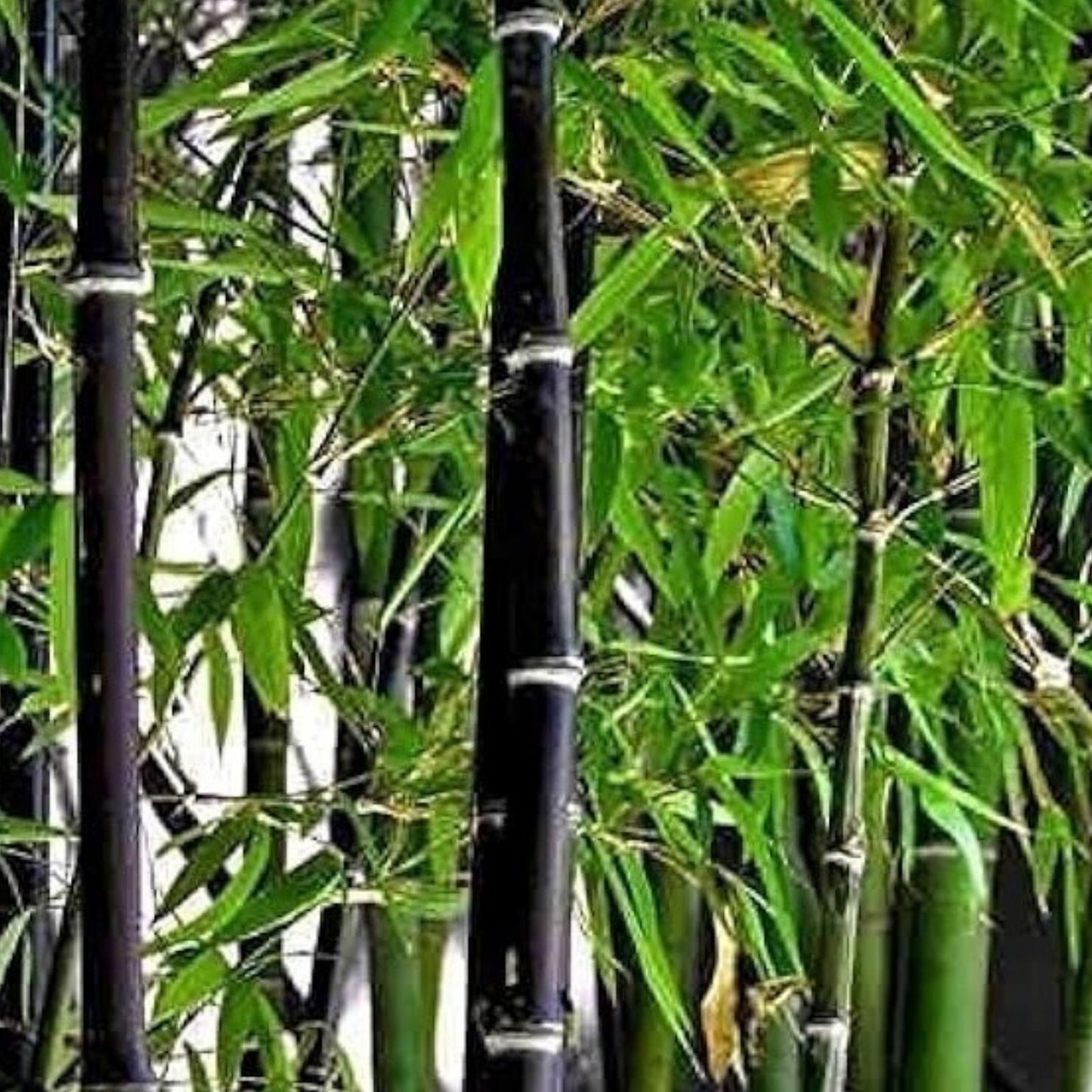 Black Bamboo Seeds 150+ for Privacy Screen Phyllostachys nigra Ornamental Bamboo Seeds