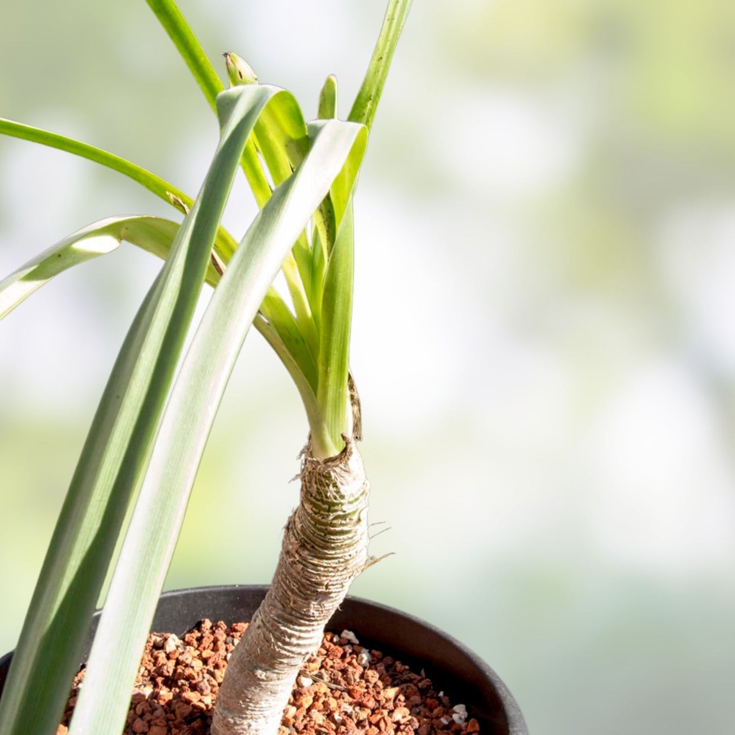 Trachyandra saltii Succulent Plant in 2,5" Pot – Rare Rooted Variety – Unique Houseplant – Easy Care Indoor Plant