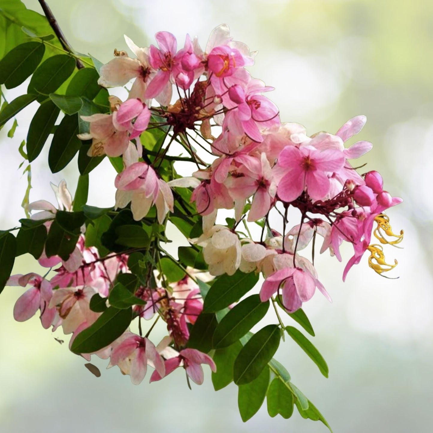 Apple Blossom Tree Seeds - Cassia javanica - 10 Seeds - Tropical Flowering Plant for Gardens and Landscaping