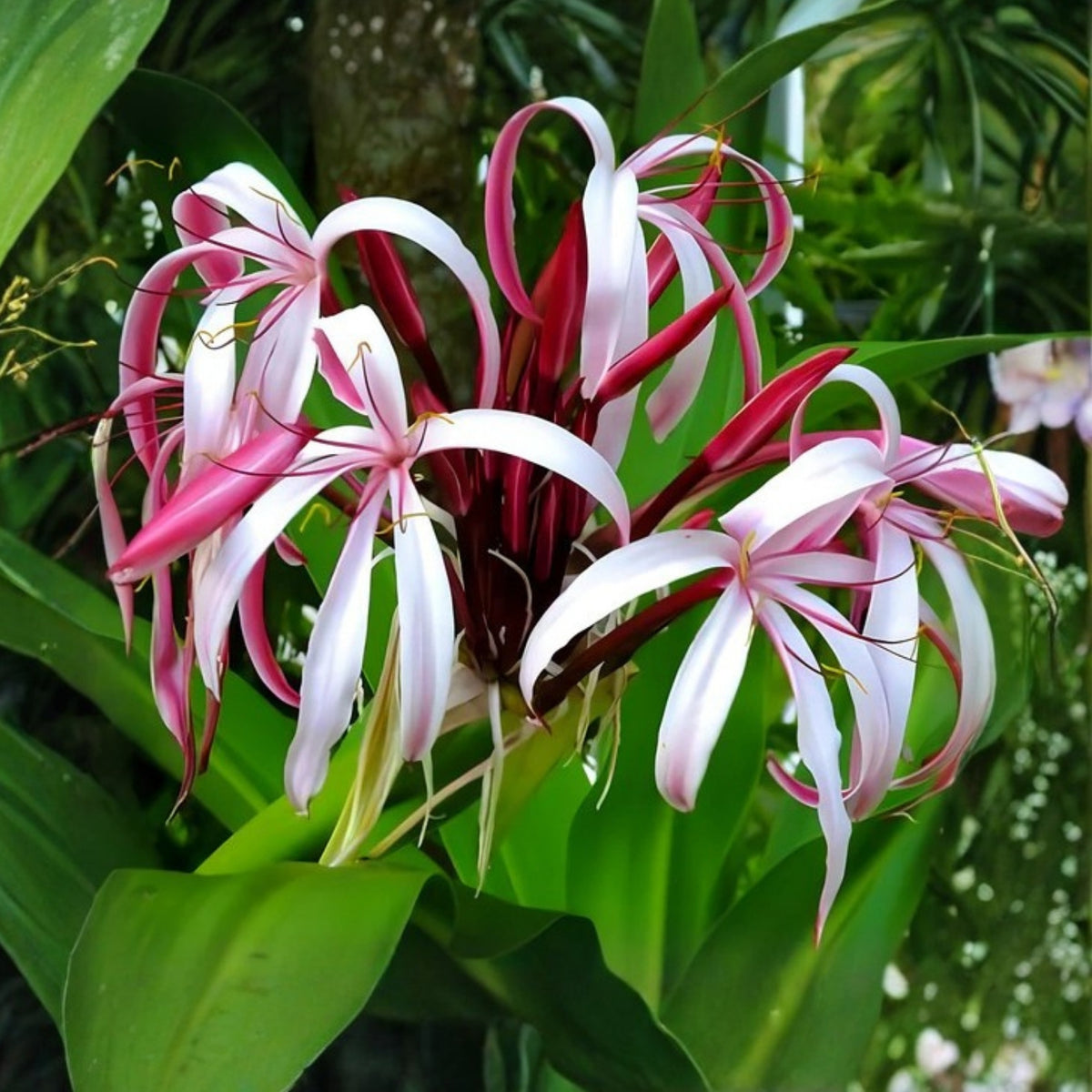 Queen Emma Crinum Lily Plant - Large Flowering Tropical Houseplant, Crinum procerum var. splendens 'Queen Emma'