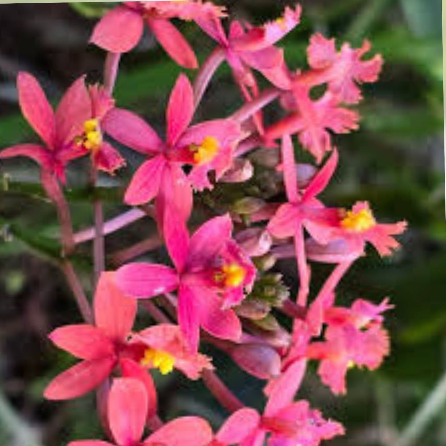 Epidendrum Orchid Cutting 8" Magenta Yellow Center Tropical Flowering Plant Epidendrum spp,