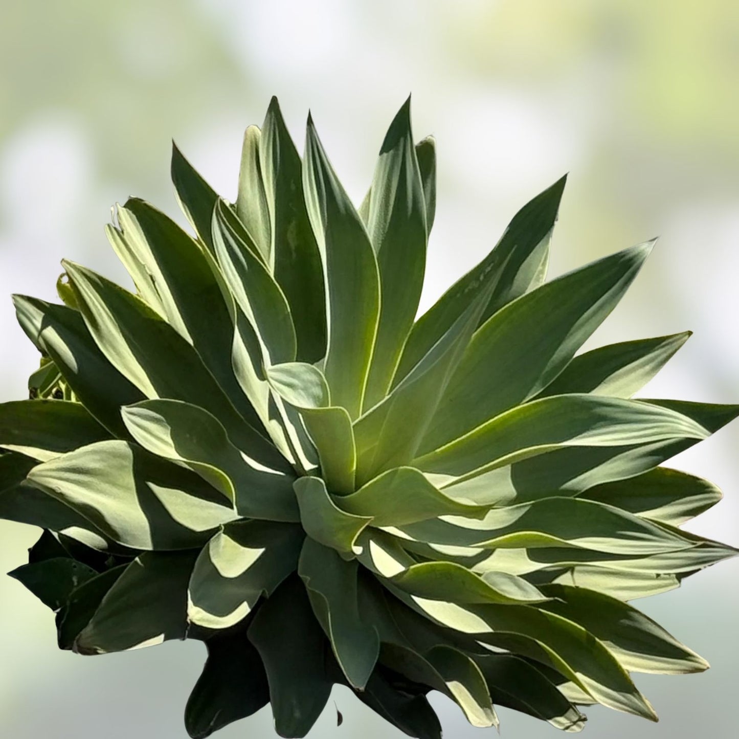 Agave Attenuata Fox Tail Succulent Plant 6-8 inches, Drought Tolerant Tropical Cactus, Succulent Plant, Desert Garden, Indoor Plant