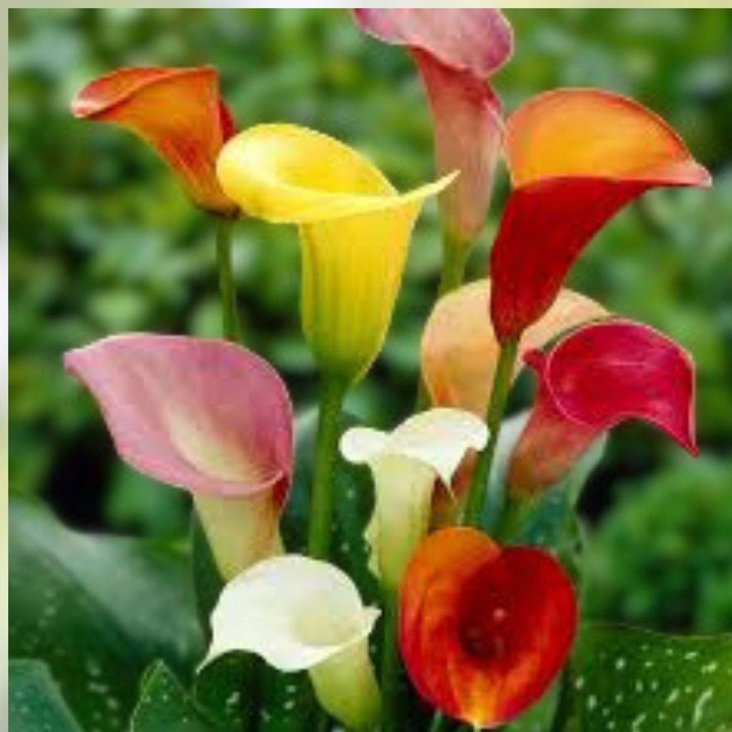 Calla Lily Bulbs for Planting - Mixed Color - Zantedeschia spp. - Flowering Bulbs for Garden and Landscaping