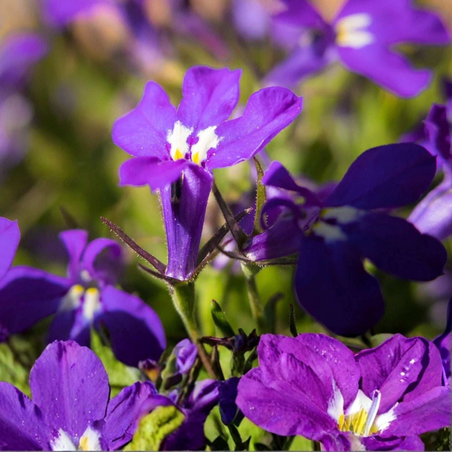 Purple Trailing Lobelia Flower Seeds - 600+ Count, Ground Cover Plant for Baskets, Lobelia erinus, Ornamental Garden Seeds